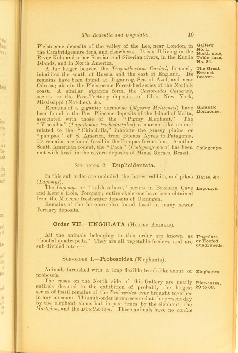 Pleistocene deposits of the valley of the Lea, near London, in the Cambridgeshire fens, and elsewhere. It is still living in the River Kola and other Russian and Siberian rivers, in the Kurile Islands, and in North America. A far larger beaver, the Troaonthenum Cuvieri, formerly inhabited the south of Russia and the east of England. Its remains have been found at Taganrog, Sea of Azof, and near Odessa; also in the Pleistocene Forest-bed series of the Norfolk coast. A similar gigantic form, the Castoroides Ohioensis, occurs in the Post-Tertiary deposits of Ohio, New York, Mississippi (Natchez), &c. Remains of a gigantic dormouse (Myoxus Melitensis) have been found in the Post-Pliocene deposits of the Island of Malta, associated with those of the “ Pigmy Elephant.” The “Viscaclia” (Lagostomus trichodactylus), a marmot-like animal related to the “ Chinchilla,” inhabits the grassy plains or “pampas” of S. America, from Buenos Ayres to Patagonia. Its remains are found fossil in the Pampas formation. Another South American rodent, the “Paca” (Ccelogenys paca) has been met with fossil in the cavern deposits of Minas Geraes, Brazil. Sub-order 2.—Duplicidentata. In this sub-order are included the hares, rabbits, and pikas (Lagomys). The Lagomys, or “ tail-less hare,” occurs in Brixham Cave and Kent’s Hole, Torquay; entire skeletons have been obtained from the Miocene freshwater deposits of Oeningen. Remains of the hare are also found fossil in many newer Tertiary deposits. Order VII.—UNGULATA (Hoofed Animals). All the animals belonging to this order are known as “ hoofed quadrupeds.” They are all vegetable-feeders, and are sub-divided into:— Sub-order 1.—Proboscidea (Elephants). Animals furnished with a long flexible trunk-like snout or proboscis. The cases on the North side of this Gallery are nearly entirely devoted to the exhibition of probably the largest series of fossil remains of the Proboscidea ever brought together in any museum. This sub-order is represented at the present day by the elephant alone, but in past times by the elephant, the Mastodon, and the Linotherium. These animals have no canine Gallery No. 1. North side, Table case, No. 24. The Great Extinct Beaver. Gigantic Dormouse. Coelogenys. Hares, & c. Lagomys. TJngulata, or Hoofed quadrupeds. Elephants. Pier-cases, 29 to 39.