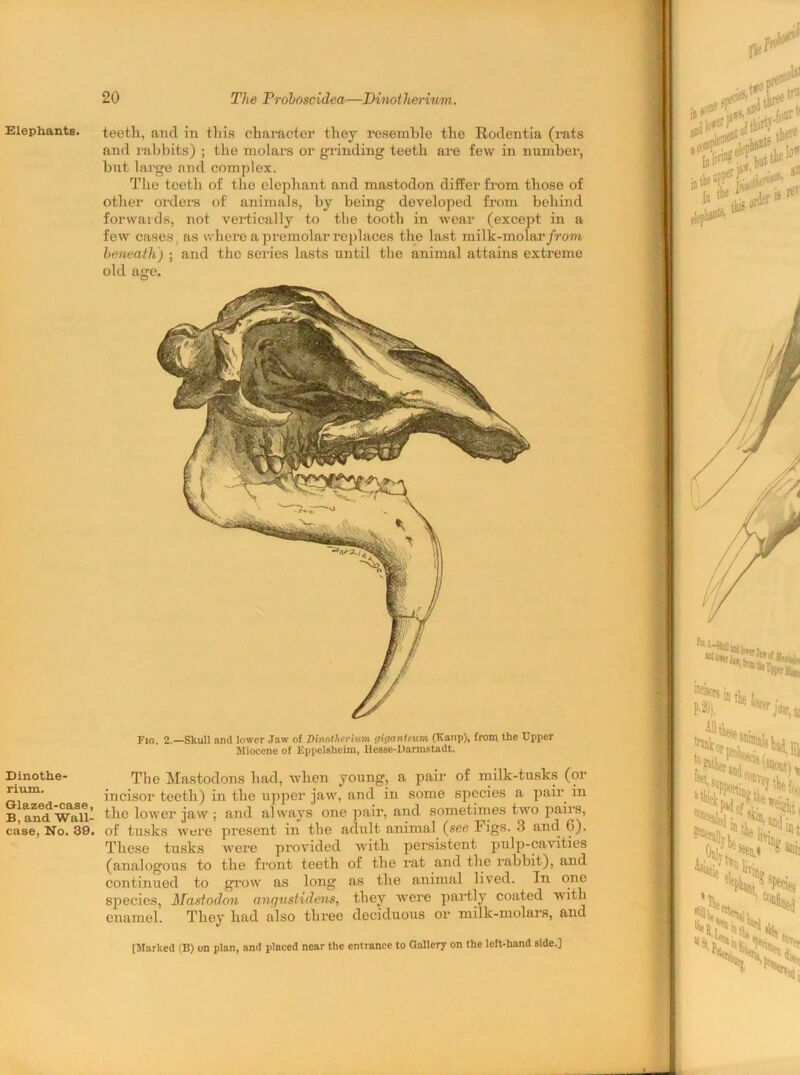 Elephants. Dinothe- rium. Glazed-case, B, and Wall- case, No. 39. teeth, and in this character they resemble the Rodentia (rats and rabbits) ; the molars or grinding teeth are few in number, but large and complex. The teeth of the elephant and mastodon differ from those of other orders of animals, by being developed from behind forwards, not vertically to the tooth in wear (except in a few cases, as where a premolar replaces the last milk-molar from beneath) ; and the series lasts until the animal attains extreme old age. Fio. 2.—Skull and lower Jaw o! Dinotherium giganteum (Kanp), from the Upper Miocene of Eppelshcim, Hesse-Darmstadt. The Mastodons had, when young, a pair of milk-tusks (or incisor teeth) in the upper jaw, and in some species a pair in the lower jaw ; and always one pair, and sometimes two pairs, of tusks were present in the adult animal (see Figs. 3 and 6). These tusks were provided with persistent pulp-cavities (analogous to the front teeth of the rat and the rabbit), and continued to grow as long as the animal lived. In one species, Mastodon anqustidens, they were partly coated with enamel. They had also three deciduous or milk-molars, and [Marked (B) on plan, and placed near the entrance to Gallery on the left-hand side.]
