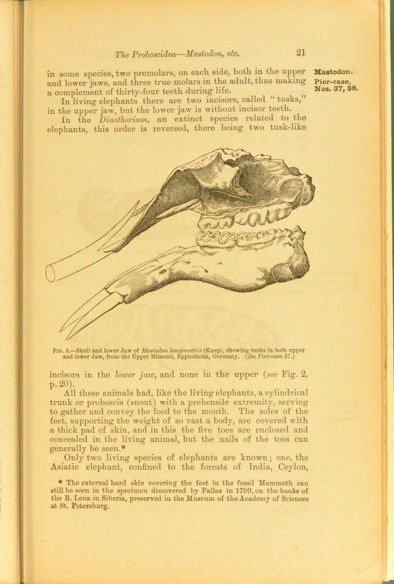 in some species, two premolars, on each, side, both in the upper Mastodon, and lower jaws, and three true molars in the adult, thus making Pier-case, a complement of thirty-four teeth during life. ^ Nos, 37, 3! In living elephants there are two incisors, called “ tusks, in the upper jaw, hut the lower jaw is without incisor teeth. In the Dinotherium, an extinct species related to the elephants, this order is reversed, there being two tusk-like Fio. 3.—Skull and lower Jaw of Maatodon longirostrii (Kaup), showing tusks in both upper and lower Jaw, from the Upper Miocene, Epplesheim, Germany. (See Fier-case 37.) incisors in the lower jaw, and none in the upper {see Fig. 2, P-20). All these animals had, like the living elephants, a cylindrical trunk or proboscis (snout) with a prehensile extremity, serving to gather and convey the food to the mouth. The soles of the feet, supporting the weight of so vast a body, are covered with a thick pad of skin, and in this the five toes are enclosed and concealed in the living animal, but the nails of the toes can generally be seen.* Only two living species of elephants are known; one, the Asiatic elephant, confined to the forests of India, Ceylon, * The external hard skin covering the feet in the fossil Mammoth can still be seen in the specimen discovered by Pallas in 1799, on the banks of the R. Lena in Siberia, preserved in the Museum of the Academy of Sciences at St. Petersburg.