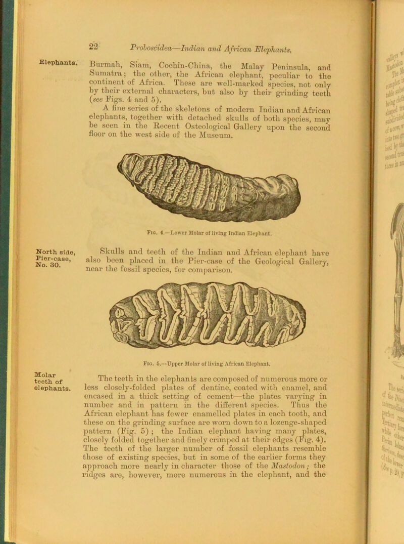 Elephants. North side, Pier-case, No. 30. Molar teeth of elephants. 22 Proboscidea—Indian and African Elephants. Burmah, Siam, Cochin-China, the Malay Peninsula, and Sumatra; the other, the African elephant, peculiar to the continent of Africa. These are well-marked species, not only by their external characters, but also by their grinding' teeth (see Figs. 4 and 5). A tine series of the skeletons of modem Indian and African elephants, together with detached skulls of both species, may be seen in the Recent Osteological Gallery upon the second floor on the west side of the Museum. Fio. 4.—Lower Molar of living Indian Elephant. Skulls and teeth of the Indian and African elephant have also been placed in the Pier-case of the Geological Gallery, near the fossil species, for comparison. Fio. 5.—Upper Molar of living African Elephant. The teeth in the elephants are composed of numerous more or less closely-folded plates of dentine, coated with enamel, and encased in a thick setting of cement—the plates varying in number and in pattern in the different species. Thus the African elephant has fewer enamelled plates in each tooth, and these on the grinding surface are worn down to a lozenge-shaped pattern (Fig. 5) ; the Indian elephant having many plates, closely folded together and finely crimped at their edges (Fig. 4). The teeth of the larger number of fossil elephants resemble those of existing species, but in some of the earlier forms they approach more nearly in character those of the Mastodon; the ridges are, however, more numerous in the elephant, and the