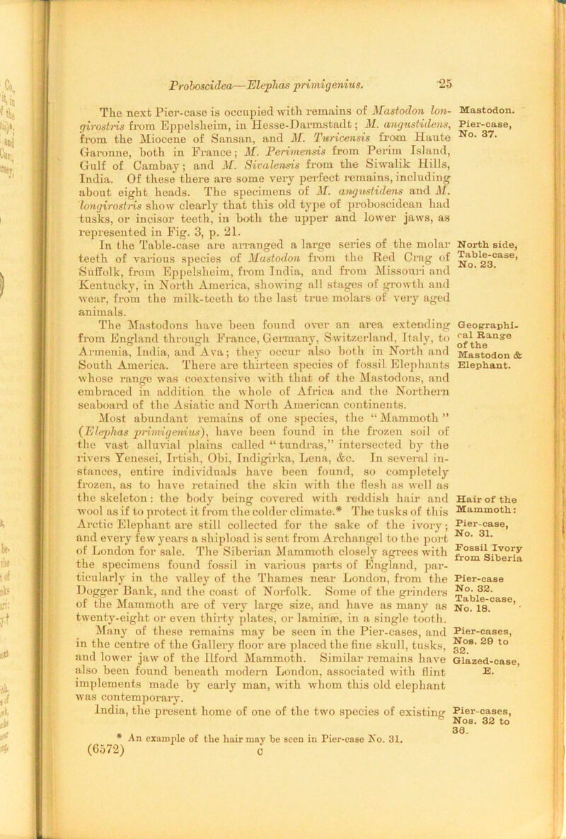 The next Pier-case is occupied with remains of Mastodon loti- Mastodon. girostris from Eppelsheim, in Hesse-Darmstadt; M. angustidens, Pier-case, from the Miocene of Sansan, and M. Turicensis from Haute No- 37- Garonne, both in France; M. Pcrimensis from Perim Island, Gulf of Cambay; and M. Sivalensis from the Siwalik Hills, India. Of these there are some very perfect remains, including about eight heads. The specimens of M. angustidens and M. longirostris show clearly that this old type of proboscidean had tusks, or incisor teeth, in both the upper and lower jaws, as represented in Fig. 3, p. 21. In the Table-case are arranged a large series of the molar North side, teeth of various species of Mastodon from the Red Crag of ^bl®gCase> Suffolk, from Eppelsheim, from India, and from Missouri and Kentucky, in North America, showing all stages of growth and wear, from the milk-teeth to the last true molars of very aged animals. The Mastodons have been found over an area extending Geographi- from England through France, Germany, Switzerland, Italy, to Qf^ans'e Armenia, India, and Ava; they occur also both in North and Mastodon & South America. There are thirteen species of fossil Elephants Elephant, whose range was coextensive with that of the Mastodons, and embraced in addition the whole of Africa and the Northern seaboard of the Asiatic and North American continents. Most abundant remains of one species, the “ Mammoth ” (Elephas primigenius), have been found in the frozen soil of the vast alluvial plains called “ tundras,” intersected by the rivers Yenesei, Irtish, Obi, Indigirka, Lena, &c. In several in- stances, entire individuals have been found, so completely frozen, as to have retained the skin with the flesh as well as the skeleton: the body being covered with reddish hair and Hair of the wool as if to protect it fi’om the colder climate.* The tusks of this Mammoth: Arctic Elephant are still collected for the sake of the ivory; Pier-case, and every few years a shipload is sent from Archangel to the port No‘ 31‘ of London for sale. The Siberian Mammoth closely agrees with ^om^Siberia the specimens found fossil in various parts of England, par- ticularly in the valley of the Thames near London, from the Pier-case Logger Bank, and the coast of Norfolk. Some of the grinders Tabled as of the Mammoth are of very large size, and have as many as No. 18. ’ • twenty-eight or even thirty plates, or lamina1, in a single tooth. Many of these remains may be seen in the Pier-cases, and Pier-cases, in the centre of the Gallery floor are placed the fine skull, tusks, ?^08‘ 29 to and lower jaw of the Ilford Mammoth. Similar remains have Glazed-case, also been found beneath modern London, associated with flint E. implements made by early man, with whom this old elephant was contemporary. India, the present home of one of the two species of existing Pier-cases, ” Nos. 32 to 3Q. * An example of the hair may be seen in Pier-case Ko. 31. (6572) c