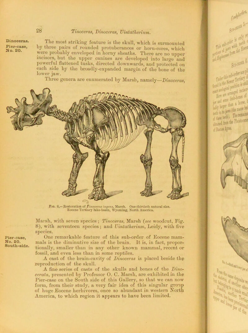 Tinoceras, Tinoceras, Uintatherimn. Dmoceras. Tlie most striking feature is the skull, which is surmounted ^ler'c(?-se> three pairs of rounded protuberances or horn-cores, which were probably enveloped in horny sheaths. There are no upper incisors, but the upper canines are developed into large and powerful flattened tusks, directed downwards, and protected on each side by the broadly-expanded margin of the bone of the lower jaw. Three genera are enumerated by Marsh, namely—Tinoceras, Fio. 8.— Restoration of t'inocerus ingen*. Marsh. One-thirtieth natural size. Eocene Tertiary lake-basin, Wyoming, North America. Marsh, with seven species ; Tinoceras, Marsh (see woodcut, Fig. 8), with seventeen species; and Uintatlierium, Leidy, with five species. Pier-case, One remarkable feature of this sub-order of Eocene mam- No. 20. mals is the diminutive size of the brain. It is, in fact, propor- South-side. tionally, smaller than in any other known mammal, recent or fossil, and even less than in some reptiles. A cast of the brain-cavity of Tinoceras is placed beside the reproduction of the skull. A fine series of casts of the skulls and bones of the Tino- cerata, presented by Professor 0. C. Marsh, are exhibited in the Pier-case on the South side of this Gallery, so that wTe can now form, from their study, a very fair idea of this singular group of huge Eocene herbivores, once so abundant in western North America, to which region it appears to have been limited.