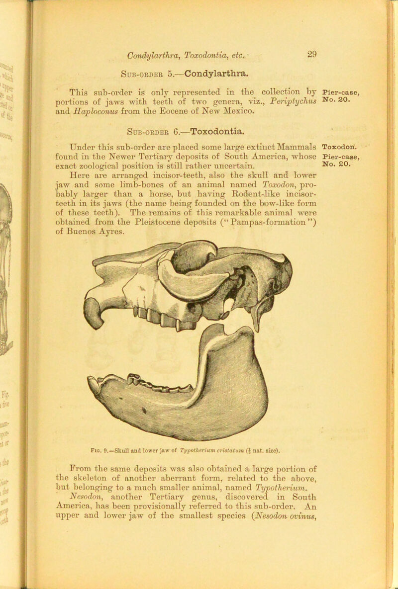 Fig. 9.—Skull and lower jaw of Tgpotherium cristatum (J nat. size). Condylarthra, Toxodontia, etc. Sub-order 5.—Condylarthra. This sub-order is only represented in the collection by Pier-case portions of jaws with teeth of two genera, viz., Penptychus No- 20• and Ilaploconus from the Eocene of New Mexico. Sub-order 6.—Toxodontia. Under this sub-order are placed some large extinct Mammals Toxodon. found in the Newer Tertiary deposits of South America, whose Pier-case exact zoological position is still rather uncertain. No- 20- Here are arranged incisor-teeth, also the skull and lower jaw and some limb-bones of an animal named Toxodon, pro- bably larger than a horse, but having Rodent-like incisor- teeth in its jaws (the name being founded on the bow-like foim of these teeth). The remains of this remarkable animal were obtained from the Pleistocene deposits (“ Pampas-formation ”) of Buenos Ayres. From the same deposits was also obtained a large portion of the skeleton of another aberrant form, related to the above, but belonging to a much smaller animal, named Typotherium. Nesodon, another Tertiary genus, discovered in South America, has been provisionally inferred to this sub-order. An upper and lower jaw of the smallest species (Nesodon ovinus,