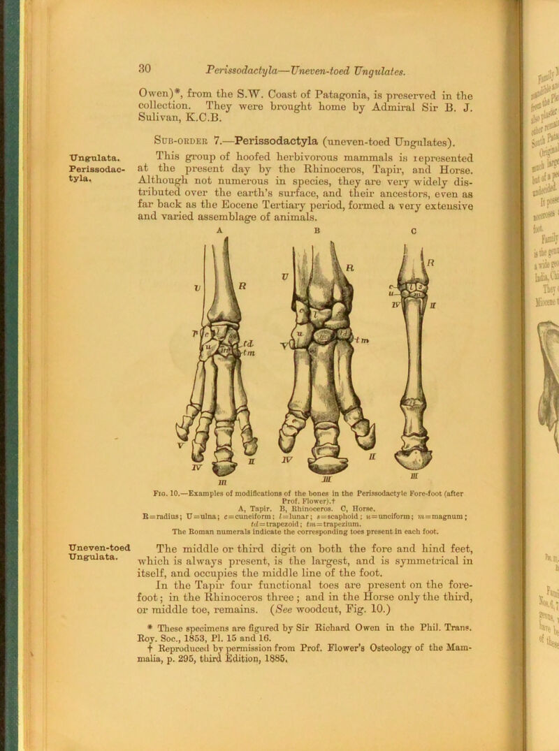 Ungmlata. Perissodac- tyla. TJneven-toed Ung-ulata. 30 Perissodactyla—TJneven-toed Ungulates. Owen)*, from the S.W. Coast of Patagonia, is preserved in the collection. They were brought home by Admiral Sir B. J. Sulivan, K.C.B. Sub-order 7.—Perissodactyla (uneven-toed Ungulates). This group of hoofed herbivorous mammals is represented at the present day by the Rhinoceros, Tapir, and Horse. Although not numerous in species, they are very widely dis- tributed over the earth’s surface, and their ancestors, even as far back as the Eocene Tertiary period, formed a very extensive and varied assemblage of animals. ABC Fio. 10.—Examples of modifications of the bones in the Perissodactyle Fore-foot (after Prof. Flower).t A, Tapir. B, Rhinoceros. C, Horse. B = radius; U=ulna; c=cuneiform; 1=lunar; a=scaphoid ; u=unciform; ra= magnum; td=trapezoid; tm=trapezium. The Roman numerals indicate the corresponding toes present in each foot. The middle or third digit on both the fore and hind feet, which is always present, is the largest, and is symmetrical in itself, and occupies the middle line of the foot. In the Tapir four functional toes are present on the fore- foot ; in the Rhinoceros three ; and in the Horse only the third, or middle toe, remains. (See woodcut, Fig. 10.) * These specimens are figured by Sir Richard Owen in the Phil. Trans. Roy. Soc., 1853, PI. 15 and 16. f Reproduced by permission from Prof. Flower’s Osteology of the Mam- malia, p. 295, third Edition, 1885.