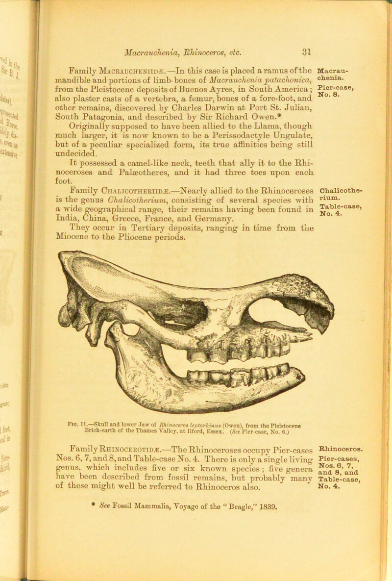 Family Macraucheniidj?.—In this case is placed a ramns of the mandible and portions of limb-bones of Macrauclienia pataclionica, from the Pleistocene deposits of Buenos Ayres, in South America; also plaster casts of a vertebra, a femur, bones of a fore-foot, and other remains, discovered by Charles Darwin at Port St. Julian, South Patagonia, and described by Sir Richard Owen.* Originally supposed to have been allied to the Llama, though much larger, it is now known to be a Perissodactyle Ungulate, but of a peculiar specialized form, its true affinities being still undecided. It possessed a camel-like neck, teeth that ally it to the Rhi- noceroses and Palaeotheres, and it had three toes upon each foot. Family Chalicotheriidjc.—Nearly allied to the Rhinoceroses is the genus Chalicotherium, consisting of several species with a wide geographical range, their remains having been found in India, China, Greece, Fiance, and Germany. They occur in Tertiary deposits, ranging in time from the Miocene to the Pliocene periods. Macrau- chenia. Pier-case, No. 8. Chalicothe- rium. Table-case, No. 4. Fic. 11.—Skull and lower .Taw of Rhinoeero» leptorhinvt (Owen), from the Pleistocene Brick-earth of the Thames Valley, at Ilford, Essex. (See Pier-case, No. 6.) Family Rhinocerotim.—The Rhinoceroses occupy Pier-cases Rhinoceros. Nos. 6, 7, and 8, and Table-case No. 4. There is only a single living Pier-cases, genus, -which includes five or six known species; five genera have been described from fossil remains, but probably many Table-case, of these might well be referred to Rhinoceros also. No. 4. * See Fossil Mammalia, Voyage of the “Beagle,” 1839.