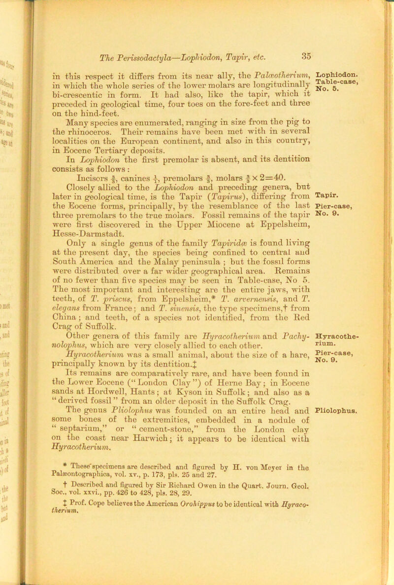 in this respect it differs from its near ally, the Palceotherium, in which the whole series of the lower molars are longitudinally bi-crescentic in form. It had also, like the tapir, which it preceded in geological time, four toes on the fore-feet and three on the hind-feet. Many species are enumerated, ranging in size from the pig to the rhinoceros. Their remains have been met with in several localities on the European continent, and also in this country, in Eocene Tertiary deposits. In Lophiodon the first premolar is absent, and its dentition consists as follows: Incisors f, canines premolars •§•, molars | x 2=40. Closely allied to the Lophiodon and preceding genera, but later in geological time, is the Tapir (Tapir ns), differing from the Eocene forms, principally, by the resemblance of the last three premolars to the true molars. Fossil remains of the tapir were first discovered in the Upper Miocene at Eppelsheim, Hesse-Darmstadt. Only a single genus of the family Tapiridce is found living at the present day, the species being confined to central and South America and the Malay peninsula ; but the fossil forms were distributed over a far wider geographical area. Remains of no fewer than five species may be seen in Table-case, No 5. The most important and interesting are the entire jaws, with teeth, of T. prisons, from Eppelsheim,* T. arvernensis, and T. elegans from France; and T. sinensis, the type specimens, + from China ; and teeth, of a species not identified, from the Red Crag of Suffolk. Other genera of this family are Hyracotherium and Pachy- nolophus, which are very closely allied to each other. Hyracotherium was a small animal, about the size of a hare, principally known by its dentition.^ Its remains are comparatively rare, and have been found in the Lower Eocene (“ Loudon Clay ”) of Herne Bay ; in Eocene sands at Hordwell, Hants; at Kyson in Suffolk; and also as a “ derived fossil ” from an older deposit in the Suffolk Crag. The genus Pliolophus was founded on an entire head and some bones of the extremities, embedded in a nodule of “ septarium,” or “ cement-stone,” from the London clay on the coast near Harwich; it appears to be identical with Hyracotherium. * These'specimens are described and figured by H. von Meyer in the Palffiontographica, vol. xv., p. 173, pis. 25 and 27. t Described and figured by Sir Richard Owen in the Quart. Journ. Geol. Soc., vol. xxvi., pp. 426 to 428, pis. 28, 29. + Prof. Cope believes the American Orohipjms to be identical with Ryraco- therium. Lophiodon. Table-case, No. 5. Tapir. Pier-case, No. 9. Hyracothe- rium. Pier-case, No. 9. Pliolophus.