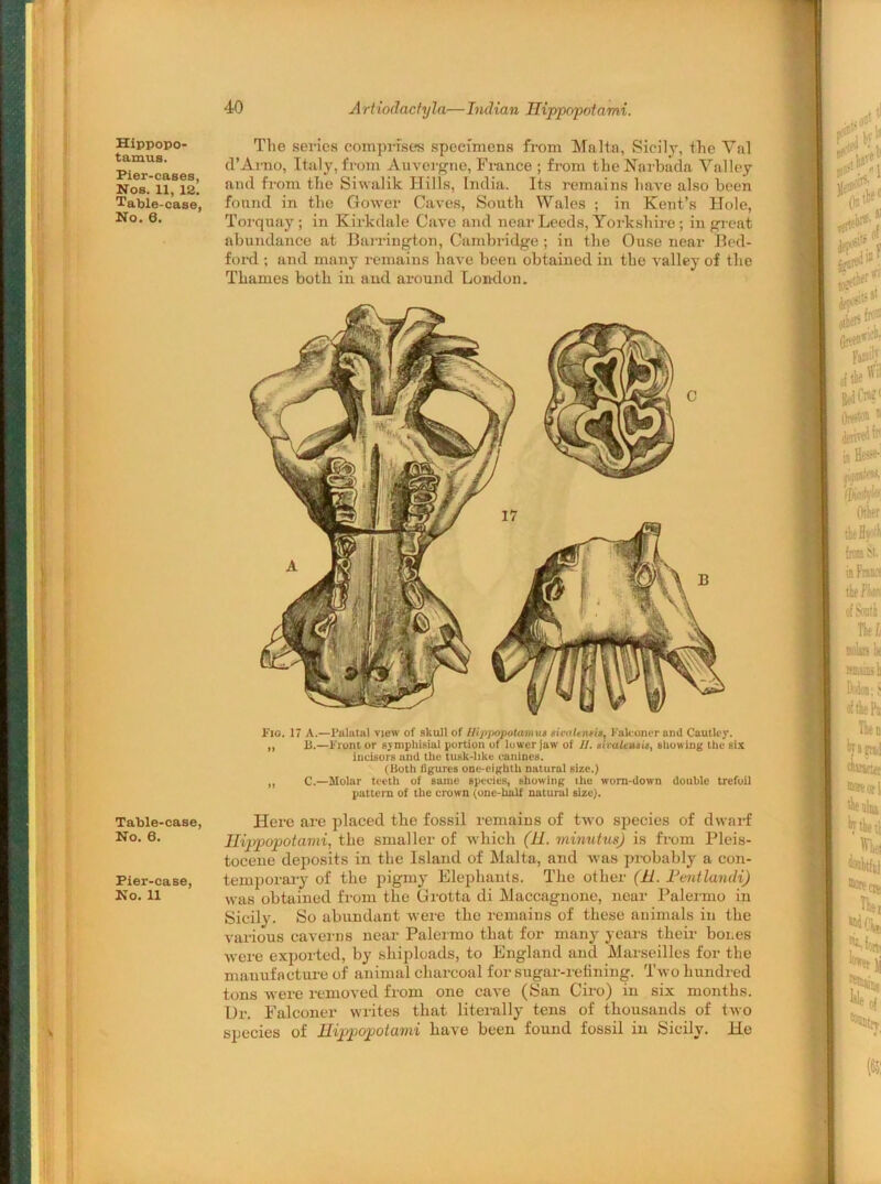 Hippopo- tamus. Pier-cases, Nos. 11, 12. Table-case, No. 6. Table-case, No. 6. Pier-case, No. 11 40 Artiodacfyla—Indian Hippopotami. The series comprises specimens from Malta, Sicily, the Val d’Arno, Italy, from Auvergne, France ; from the Narbada Valley and from the Siwalik Hills, India. Its remains have also been found in the Gower Caves, South Wales ; in Kent’s Hole, Torquay; in Kirkdale Cave and near Leeds, Yorkshire ; in great abundance at Barrington, Cambridge ; in the Ouse near Bed- ford ; and many remains have been obtained in the valley of the Thames both in and around London. Fig. 17 A.—Palatal view of skull of Hippopotamus tivaltruii, Falconer and Cautlcy. ,, IS.—Front or svmphisial portion of lower jaw of 11. tsivaUMit, showing the six incisors and the tusk-like canines. (Both figures one-eighth natural size.) „ C.—Molar teeth of same species, showing the worn-down double trefoil pattern of the crown (one-half natural size). Here are placed the fossil remains of two species of dwarf Hippopotami, the smaller of which (H. minutus) is from Pleis- tocene deposits in the Island of Malta, and was probably a con- temporary of the pigmy Elephants. The other (II. Pentlandi) was obtained from the Grotta di Maccagnone, near Palermo in Sicily. So abundant were the remains of these animals in the various caverns near Palermo that for many years their bones were exported, by shiploads, to England and Marseilles for the manufacture of animal charcoal for sugar-refining. Two hundred tons were removed from one cave (San Ciro) in six months. Ur. Falconer writes that literally tens of thousands of two species of Hippopotami have been found fossil in Sicily. He