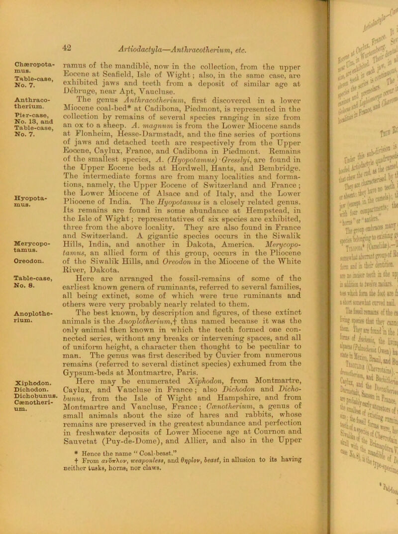 Chseropota- mss. Table-case, No. 7. Anthraco- therium. Pier-case, No. 13, and Table-case, No. 7. Hyopota- mus. Merycopo- tamus. Oreodon. Table-case, No. 8. Anoplotbe- rium. Xiphodon. Dichodon. Dichobunus, Ceenotheri- um. Artiodactyla—Anthracotherium, etc. ramus of tlie mandible, now in the collection, from the upper Eocene at Seafield, Isle of Wight; also, in the same case, are exhibited jaws and teeth from a deposit of similar age at Debruge, near Apt, Vaucluse. The genus Anthracotherium, first discovered in a lower Miocene coal-bed* at Cadibona, Piedmont, is represented in the collection by remains of several species ranging in size from an ox to a sheep. A. magnum is from the Lower Miocene sands at Flonheim, Hesse-Darmstadt, and the fine series of portions of jaws and detached teeth are respectively from the Upper Eooene, Caylux, France, and Cadibona in Piedmont. Remains of the smallest species, A. (JTyopotamus) Gresslyi, arc found in the Upper Eocene beds at Hordwell, Hants, and Bembridge. The intermediate forms are from many localities and forma- tions, namely, the Upper Eocene of Switzerland and France ; the Lower Miocene of Alsace and of Italy, and the Lower Pliocene of India. The Hyopotamus is a closely related genus. Its remains are found in some abundance at Hempstead, in the Isle of Wight; representatives of six species are exhibited, three from the above locality. They are also found in France and Switzerland. A gigantic species occurs in the Siwalik Hills, India, and another in Dakota, America. Mei-ycopo- tamus, an allied form of this group, occurs in the Pliocene of the Siwalik Hills, and Oreodon in the Miocene of the White River, Dakota. Here are arranged the fossil-remains of some of the earliest known genera of ruminants, referred to several families, all being extinct, some of which were true ruminants and others were very probably nearly related to them. The best known, by description and figures, of these extinct animals is the Anoplotherium,f thus named because it was the only animal then known in which the teeth formed one con- nected series, without any breaks or intervening spaces, and all of uniform height, a character then thought to be peculiar to man. The genus was first described by Cuvier from numerous remains (referred to several distinct species) exhumed from the Gypsum-beds at Montmartre, Paris. Here may be enumerated Xiphodon, from Montmartre, Caylux, and Vaucluse in France; also Dichodon and Dicho- bunus, from the Isle of Wight and Hampshire, and from Montmartre and Vaucluse, France; Camotherium, a genus of small animals about the size of hares and rabbits, whose remains are preserved in the greatest abundance and perfection in freshwater deposits of Lower Miocene age at Common and Sauvetat (Puy-de-Dome), and Allier, and also in the Lpper # Hence the name “ Coal-beast.” -f- From av'6n\ov, weaponless, and Otjplov, beast, in allusion to its haring neither tusks, horns) nor claws.