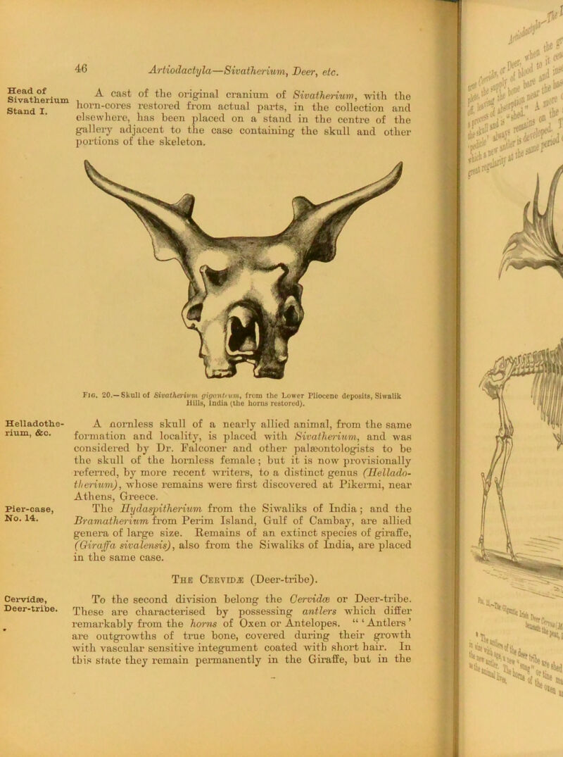 Artiodactyla—Sivatherium, Deer, etc. Head of Sivatherium ^ cast tlie 01‘iginal cranium of Sivatherium, with, the Stand I horn-cores restored from actual parts, in the collection and elsewhere, has been placed on a stand in the centre of the gallery adjacent to the case containing the skull and other portions of the skeleton. Fir.. 20.—Skull of Sivatherivm gignntmm, from the Lower Pliocene deposits, Siwalik Ilills, India (tile horns restored). Helladothe- rium, &c. Pier-case, No. 14. A Hornless skull of a nearly formation and locality, is placed considered by Dr. Falconer and the skull of the hornless female referred, by more recent writers, tlieriuvi), whose remains were first Athens, Greece. The Ilydaspitherium from the Bramatherium from Perim Island, genera of large size. Remains of (Giraffa sivalensis), also from the in the same case. allied animal, from the same with Sivatherium, and was other palaeontologists to be ; but it is now provisionally to a distinct genus (Jlelladn- discovered at Pikermi, near Siwaliks of India ; and the Gulf of Cambay, are allied an extinct species of giraffe, Siwaliks of India, are placed Cervfdse, Deer-tritoe. The Cervid.e (Deer-tribe). To the second division belong the Ger video or Deer-tribe. These are characterised by possessing antlers which differ remarkably from the horns of Oxen or Antelopes. “ ‘ Antlers ’ are outgrowths of true bone, covered during their growth with vascular sensitive integument coated with short hair. In this state they remain permanently in the Giraffe, but in the >°i a*