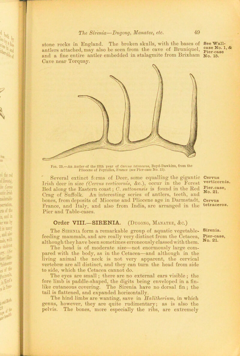 stone rocks in England. The broken skulls, with the bases of antlers attached, may also be seen from the cave of Bruniquel, and a fine entire antler embedded in stalagmite from Brixham Cave near Torquay. Several extinct forms of Deer, some equalling the gigantic Irish deer in size (Cervus verticornis, Ac.), occur in the Forest Bed along the Eastern coast; C. suttonensis is found in the Red Crag of Suffolk. An interesting series of antlers, teeth, and bones, from deposits of Miocene and Pliocene age in Darmstadt, France, and Italy, and also from India, are arranged in the Pier and Table-cases. Order VIII.—SIRENIA. (Dugong, Manatee, Ac.) The Sirenia form a remarkable group of aquatic vegetable- feeding mammals, and are really very distinct from the Cetacea, although they have been sometimes erroneously classed with them. The head is of moderate size—not enormously large com- pared with the body, as in the Cetacea—and although in the living animal the neck is not very apparent, the cervical vertebrae are all distinct, and they can turn the head from side to side, which the Cetacea cannot do. The eyes are small ; there are no external ears visible ; the fore limb is paddle-shaped, the digits being enveloped in a fin- like cutaneous covering. The Sirenia have no dorsal fin ; the tail is flattened, and expanded horizontally. The hind limbs are wanting, save in Halitherium, in which genus, however, they are quite rudimentary; as is also the pelvis. The bones, more especially the ribs, are extremely See Wall- case No. 1, & Pier-case No. 15. Cervus verticornis. Pier.case, No. 21. Cervus tetraceros. Sirenia. Pier-case, No. 21.