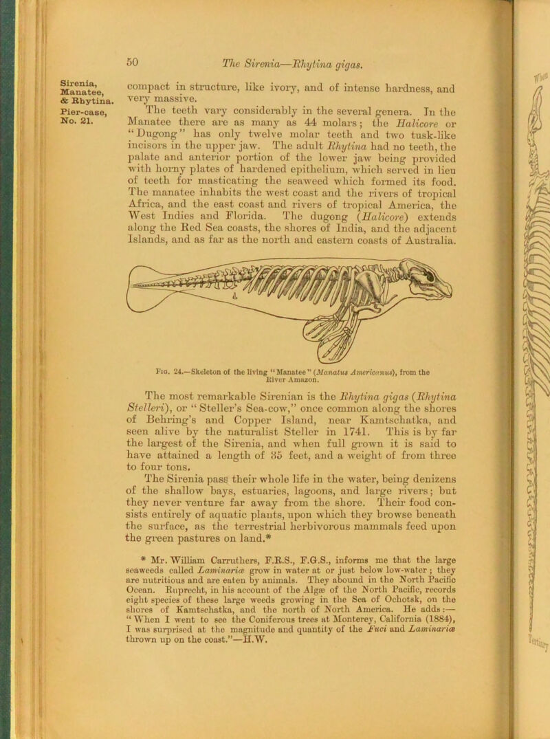 Sirenia, Manatee, & Rhytina. Pier-case, No. 21. compact in structure, like ivory, and of intense hardness, and very massive. The teeth vary considerably in the several genera. In the Manatee there are as many as 44 molars; the Halicore or “Dugong” lias only twelve molar teeth and two tusk-like incisors in the upper jaw. The adult Thytina had no teeth, the palate and anterior portion of the lower jaw being provided with homy plates of hardened epithelium, which served in lieu of teeth for masticating the seaweed which formed its food. The manatee inhabits the west coast and the rivers of tropical Africa, and the east coast and rivers of tropical America, the West Indies and Florida. The dugong (Halicore) extends along the Red Sea coasts, the shores of India, and the adjacent Islands, and as far as the north and eastern coasts of Australia. Fio. 24.—Skeleton of the living “Manatee” {Manalua Americanut), from the Blvcr Amazon. The most remarkable Sirenian is the Thytma gigas (Tliytina Stelleri), or “ Steller’s Sea-cow,” once common along the shores of Behring’s and Copper Island, near Kamtschatka, and seen alive by the naturalist Steller in 1741. This is by far the largest of the Sirenia, and when full grown it is said to have attained a length of 85 feet, and a weight of from three to four tons. The Sirenia pass their whole life in the water, being denizens of the shallow bays, estuaries, lagoons, and large rivers; but they never venture far away from the shore. Their food con- sists entirely of aquatic plants, upon which they browse beneath the surface, as the terrestrial herbivorous mammals feed upon the green pastures on land.* * Mr. William Carruthers, F.R.S., F.G.S., informs me that the large seaweeds called Laminaria grow in water at or just below low-water ; they are nutritious and are eaten by animals. They abound in the North Pacific Ocean. Ruprecht, in his account of the Alg® of the North Pacific, records eight species of these large weeds growing in the Sea of Ochotsk, on the shores of Kamtschatka, and the north of North America. He adds:— “When I went to see the Coniferous trees at Monterey, California (1884), I was surprised at the magnitude and quantity of the Jk'uci and Laminaria thrown up on the coast.”—H.W.