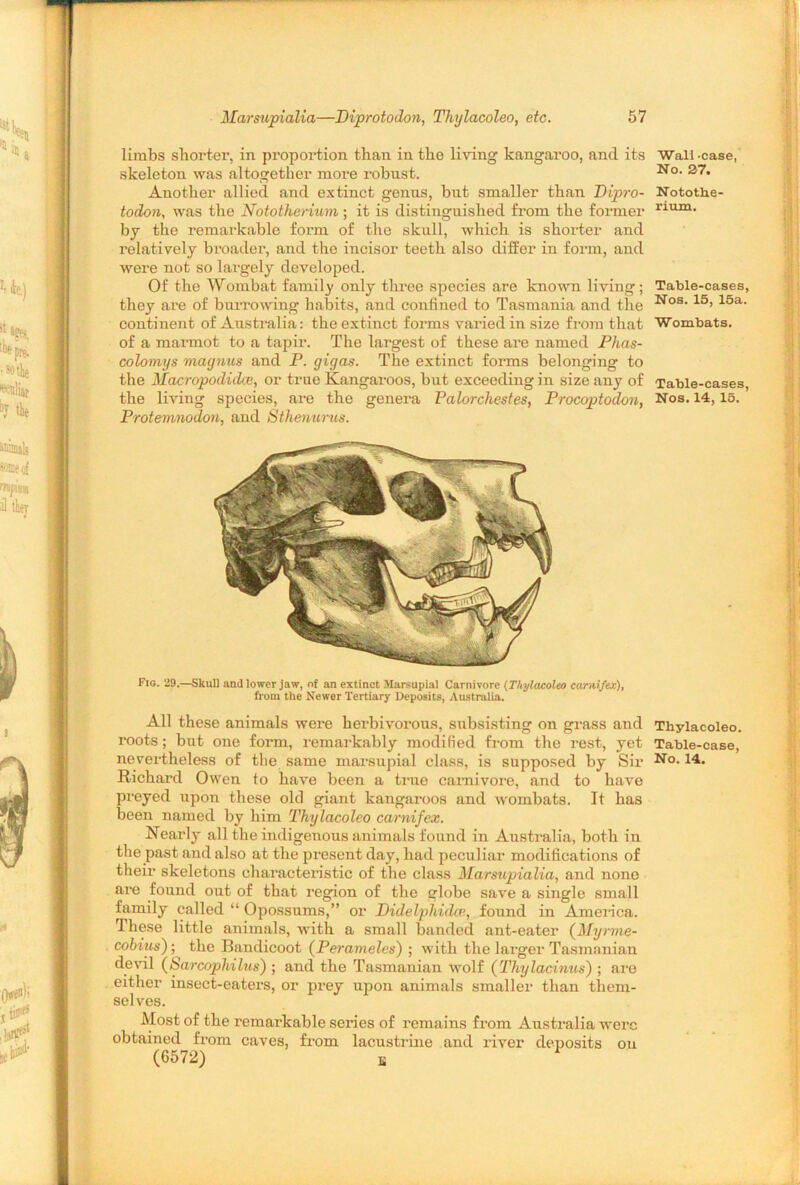 limbs shorter, in proportion than in the living kangaroo, and its skeleton was altogether more robust. Another allied and extinct genus, but smaller than Dipro- todon, was the Nototherium; it is distinguished from the former by the remarkable form of the skull, which is shorter and relatively broader, and the incisor teeth also differ in form, and were not so largely developed. Of the Wombat family only three species are known living; they are of burrowing habits, and confined to Tasmania and the continent of Australia: the extinct forms varied in size from that of a marmot to a tapir. The largest of these are named Phas- colomys magnus and P. gigas. The extinct forms belonging to the Macropodidce, or true Kangaroos, but exceeding in size any of the living species, are the genera Palorchestes, Procoptodon, Protemnodon, and Sthenurus. Fig. 29.—Skull and lower jaw, of an extinct Marsupial Carnivore (Thylacoleo carnifex), from the Newer Tertiary Deposits, Australia. All these animals were herbivorous, subsisting on grass and roots; but one form, remarkably modified from the rest, yet nevertheless of the same marsupial class, is supposed by Sir Richard Owen to have been a true carnivore, and to have preyed upon these old giant kangaroos and wombats. It has been named by him Thylacoleo carnifex. Nearly all the indigenous animals found in Australia, both in the past and also at the present day, had peculiar modifications of their skeletons characteristic of the class Marsupialia, and none are found out of that region of the globe save a single small family called “ Opossums,” or Didelphidce., found in America. These little animals, with a small banded ant-eater (Myrme- colitis); the Bandicoot (Perameles) ; with the larger Tasmanian devil (Sarcophilus) ; and the Tasmanian wolf (Thylacinus) ; are either insect-eaters, or prey upon animals smaller than them- selves. Most of the remarkable series of remains from Australia were obtained from caves, from lacustrine and river deposits on (6572) K Wall -case, No. 27. Notothe- rium. Table-cases, Nos. 15, 15a. Wombats. Table-cases, Nos. 14, 15. Thylacoleo. Table-case,