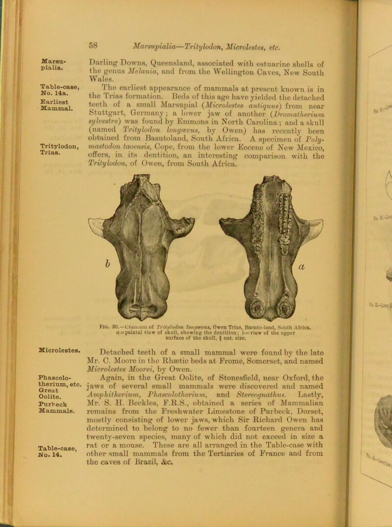 Marsu- pialia. Table-case, No. 14a. Earliest Mammal. Tritylodon, Trias. Microlestes. Phascolo- therium, etc. Great Oolite. Purbeck Mammals. Table-case, No. 14. 58 Marsupialia—Tritylodon, Microlestes, etc. Darling Downs, Queensland, associated with estuarine shells of the genus Melania, and from the Wellington Caves, New South Wales. The earliest appearance of mammals at present known is in the Trias formation. Beds of this age have yielded the detached teeth of a small Marsupial (Microlestes antiquus) from near Stuttgart, Germany; a lower jaw of another (Dromatherium sylvestre) was found by Emmons in North Carolina ; and a skull (named Tritylodon longcevus, by Owen) has recently been obtained from Basutoland, South Africa. A specimen of Poly- mastodon taoensis, Cope, from the lower Eocene of New Mexico, offers, in its dentition, an interesting comparison with the Tritylodon, of Owen, from South Africa. Fig. 30.—Cranium of Trilyloilon lonpavus, Owen Trias, Basuto-limd, South Africa. o=palatal view of skull, showing the dentition; 6 = view of the upper surface of the skull, 1 nat. size. Detached teeth of a small mammal were found by the late Mr. C. Moore in the Rha3tic beds at Frome, Somerset, and named Microlestes Moorei, by Owen. Again, in the Great Oolite, of Stonesfleld, near Oxford, the jaws of several small mammals were discovered and named Amphitherium, Phascolotherium, and Stereognathus. Lastly, Mr. S. H. Beckles, F.R.S., obtained a series of Mammalian remains from the Freshwater Limestone of Purbeck, Dorset, mostly consisting of lower jaws, which Sir Richard Owen has determined to belong to no fewer than fourteen genera and twenty-seven species, many of which did not exceed in size a rat or a mouse. These are all arranged in the Table-case with other small mammals from the Tertiaries of France aud from the caves of Brazil, Ac.