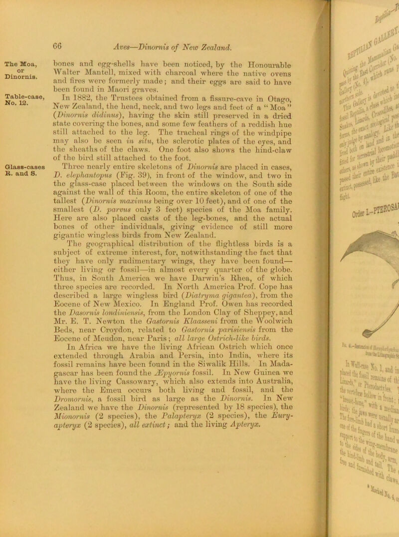 GG Aves—Dinomis of New Zealand. The Moa, or Dinornis. Table-case, No. 12. Glass-cases K. and S. bones and egg-shells have been noticed, by the Honourable Walter Mantell, mixed with charcoal where the native ovens and fires were formerly made; and their eggs are said to have been found in Maori graves. In 1882, the Trustees obtained from a fissure-cave in Otago, New Zealand, the head, neck, and two legs and feet of a “ Moa ” (jDinornis didinus), having the skin still preserved in a dried state covering the bones, and some few feathers of a reddish hue still attached to the leg. The tracheal rings of the windpipe may also be seen in situ, the sclerotic plates of the eyes, and the sheaths of the claws. One foot also shows the hind-claw of the bird still attached to the foot. Three nearly entire skeletons of Dinornis are placed in cases, D. elephantopus (Fig. 39), in front of the window, and two in the glass-case placed between the windows on the South side against the wall of this Room, the entire skeleton of one of the tallest (Dinornis meudmus being over 10 feet), and of one of the smallest (D. parvus only 3 feet) species of the Moa family. Here are also placed casts of the leg-bones, and the actual bones of other individuals, giving evidence of still more gigantic wingless birds from New Zealand. The geographical distribution of the flightless birds is a subject of extreme interest, for, notwithstanding the fact that they have only rudimentary wings, they have been found— either living or fossil—in almost every quarter of the globe. Thus, in South America we have Darwin’s Rhea, of which three species are recorded. In North America Prof. Cope has described a large wingless bird (Diatryma gigantea), from the Eocene of New Mexico. In England Prof. Owen has recorded the Dasomis londiniensis, from the London Clay of Sheppey, and Mr. E. T. Newton the Gastornis Klaasseni from the Woolwich Beds, near Croydon, related to Gastornis parisiensis from the Eocene of Meudon, near Paris; all large Ostrich-like birds. In Africa we have the living African Ostrich which once extended through Arabia and Persia, into India, where its fossil remains have been found in the Siwalik Hills. In Mada- gascar has been found the AEpyornis fossil. In New Guinea we have the living Cassowary, which also extends into Australia, where the Emeu occurs both living and fossil, and the Drornornis, a fossil bird as large as the Dinornis. In New Zealand we have the Dinomis (represented by 18 species), the Mionornis (2 species), the Palapteryx (2 species), the Eury- apteryx (2 species), all extinct; and the living Aptenjx.