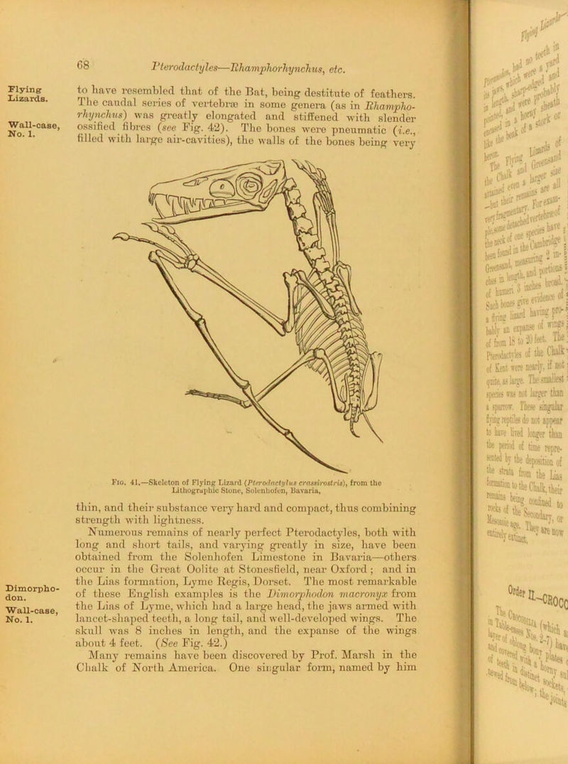 Flying: Lizards. Wall-case, No. 1. Dimorpho- don. Wall-case, No. 1. 68 Bterodactyles—Tihamphorhynchus, etc. to have resembled that of the Bat, being destitute of feathers. The caudal series of vertebra? in some genera (as in Bhampho- rhynchus) was greatly elongated and stiffened with slender ossified fibres (see Fig. 42). The bones were pneumatic (he., filled with large air-cavities), the walls of the bones being very Fio. 41.—Skeleton of Flying Lizard (Pttrodactylut crasrirostrti), from the Lithographic Stone, Solenhofen, Bavaria, thin, and their substance very hard and compact, thus combining strength with lightness. Numerous remains of nearly perfect Pterodactyles, both with long and short tails, and varying greatly in size, have been obtained from the Solenhofen Limestone in Bavaria—others occur in the Great Oolite at Stonesfield, near Oxford; and in the Lias formation, Lyme Regis, Dorset. The most remarkable of these English examples is the Dimoiphodon macronyx from the Lias of Lyme, which had a large head, the jaws armed with lancet-shaped teeth, a long tail, and well-developed wings. The skull was 8 inches in length, and the expanse of the wings about 4 feet. (See Fig. 42.) Many remains have been discovered by Prof. Marsh in the Chalk of North America. One singular form, named by him Vj , Vi  . o'1 l» ^<a> ,a i»f W A! > >«i.'i “Li •< fjP (.6^ !»'’ ,Js«f % «“tl .L, up ii$ »rf ® broai'j bbi; * *ff! Pterodactyles of the thaa? of Kent fere nearly, if not: quite, as larsre. The smallest ■' species was not larger than a spamif. These singular fiyine reptiles do not appear to have lived longer than the period of time repre- snttd by the deposition of , st™a fem the Lias iorm,1®tothe Chalk, their remains rocks 7s Missed to . the Secondary or The Ci CROCQ (*hich of t J'f^ fit), * sal bth,