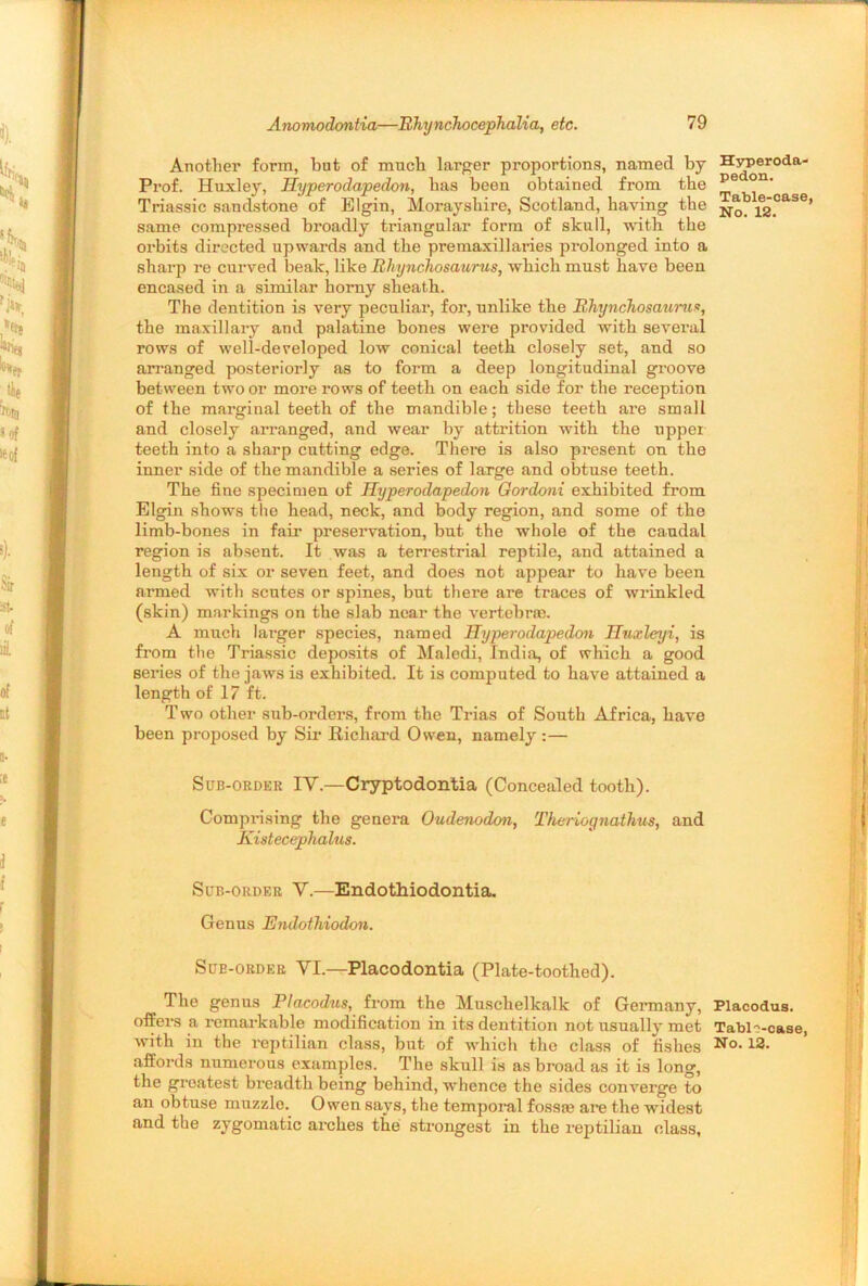 Another form, bnt of much larger proportions, named by Prof. Huxley, Hyperodapedon, has been obtained from the Triassic sandstone of Elgin, Morayshire, Scotland, having the same compressed broadly triangular form of skull, with the orbits directed upwards and the premaxillaries prolonged into a sharp re curved beak, like Rliynchosaurus, which must have been encased in a similar homy sheath. The dentition is very peculiar, for, unlike the Rhynchosaurus, the maxillary and palatine bones were provided with several rows of well-developed low conical teeth closely set, and so arranged posteriorly as to form a deep longitudinal groove between two or more rows of teeth on each side for the reception of the marginal teeth of the mandible; these teeth are small and closely arranged, and wear by attrition with the upper teeth into a sharp cutting edge. There is also present on the inner side of the mandible a series of large and obtuse teeth. The fine specimen of Hyperodapedon Gordoni exhibited from Elgin shows the head, neck, and body region, and some of the limb-bones in fair preservation, but the whole of the caudal region is absent. It was a terrestrial reptile, and attained a length of six or seven feet, and does not appear to have been armed with scutes or spines, bnt there are traces of wrinkled (skin) markings on the slab near the vertebr®. A much larger species, named Hyperodapedon Htixleyi, is from the Triassic deposits of Maledi, India, of which a good series of the jaws is exhibited. It is computed to have attained a length of 17 ft. Two other sub-orders, from the Trias of South Africa, have been proposed by Sir Richard Owen, namely :— Sub-order IV.—Cryptodontia (Concealed tooth). Comprising the genera Oudenodon, Theriognathus, and Kistecephalus. Sub-order V.—Endothiodontia. Genus Endothiodon. Sub-order VI.—Placodontia (Plate-toothed). The genus Placodus, from the Muschelkalk of Germany, offers a remarkable modification in its dentition not usually met with in the reptilian class, bnt of which the class of fishes affords numerous examples. The skull is as broad as it is long, the greatest breadth being behind, whence the sides converge to an obtuse muzzle. Owen says, the temporal fossa; are the widest and the zygomatic arches the strongest in the reptilian class. Hyperoda- pedon. Table-case, No. 12. Placodus. Tablo-case, No. 12.