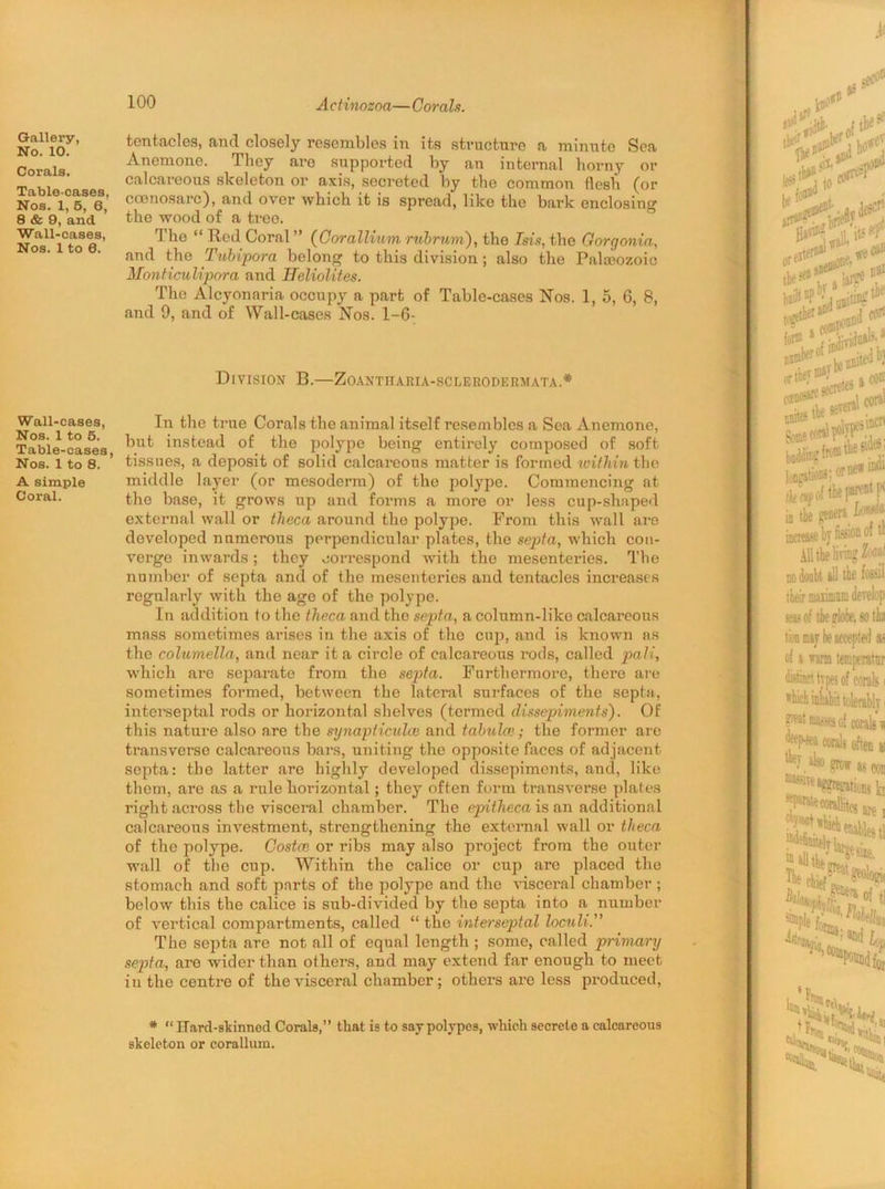 Gallery, No. 10. Corals. Table-cases, Nos. 1, 5, 8, 8 & 9, and Wall-cases, Nos. 1 to 0. Wall-cases, Nos. 1 to 5. Table-cases, Nos. 1 to 8. A simple Coral. tentacles, and closely resembles in its structure a minute Sea Anemone. They are supported by an internal horny or calcareous skeleton or axis, secreted by the common flesh (or coonosarc), and over which it is spread, like the bark enclosing the wood of a tree. The “ Red Coral ” (Corallium rubrum), the Isis, the Gorgonia, and the Tubipora belong to this division ; also the Palaeozoic Monticulipora and ITeliolites. The Alcyonaria occupy a part of Table-cases Nos. 1, 5, 6, 8, and 9, and of Wall-cases Nos. 1-6- Division B.—ZOANTJIARIA-SCLERODERMATA.* In the true Corals the animal itself resembles a Sea Anemone, but instead of the polype being entirely composed of soft tissues, a deposit of solid calcareous matter is formed within the middle layer (or mesoderm) of the polype. Commencing at the base, it grows up and forms a more or less cup-shaped external wall or theca around the polype. From this wall are developed numerous perpendicular plates, the septa, which con- verge inwards; they correspond with the mesenteries. The number of septa and of the mesenteries and tentacles increases regularly with the age of the polype. In addition to the theca and the septa, a column-liko calcareous mass sometimes arises in the axis of the cup, and is known as the columella, and near it a circle of calcareous rods, called pair, which are separate from the septa. Furthermore, there are sometimes formed, between the lateral surfaces of the septa, intorseptal rods or horizontal shelves (termed dissepiments). Of this nature also are the synapticulce and tabulce; the former are transverse calcareous bars, uniting the opposite faces of adjacent septa: the latter are highly developed dissepiments, and, like them, are as a rule horizontal; they often form transverse plates right across the visceral chamber. The epitheca is an additional calcareous investment, strengthening the external wall or theca of the polype. Costco or ribs may also project from the outer wall of the cup. Within the calice or cup are placed the stomach and soft parts of the polype and the visceral chamber ; below this the calice is sub-divided by the septa into a number of vertical compartments, called “ the interseptal loculi.” The septa are not all of equal length ; some, called primanj septa, are wider than others, and may extend far enough to meet in the centre of the visceral chamber; others are less produced, * “ITarcl-skinnecI Corals,” that is to say polypes, which secrete a calcareous skeleton or corallum.