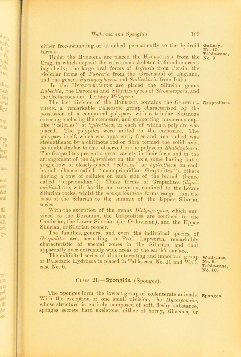 either free-swimming or attached permanently to the hydroid forms. Under the Hydroida are placed the Hydractinia from the Crag, in which deposit the calcareous skeleton is found encrust- ing shells; the large oval forms of Loftusia from Persia, the globular forms of Purkeria from the Greensand of England, and the genera Syringosphceria and Stoliczlcaria from India. In the Hydrocorallin.r are placed the Silurian genus LabecMa, the Devonian and Silurian types of Stromatopora, and the Cretaceous and Tertiary Millepora. The last division of the Hydrozoa contains the Graptoli- THINJ5, a remarkable Palasozoic group characterised by the possession of a compound polypary with a tubular chitinous covering enclosing the ccenosarc, and supporting numerous cup- like “ cellules ” or hydrothecce, in each of which a polypite was placed. The polypites were united to the ccenosarc. The polypary itself, which was apparently free and unattached, was strengthened by a chitinous rod or fibre termed the solid axis, no doubt similar to that observed in the polyzoon Rhabdopleura. Tho Graptolites present a great variety in their form and in the arrangement of the hydrothecce on the axis, some having but a single row of closely-placed “ cellules ” or hydrothecce on each branch (hence called “monoprionidian Graptolites”), others having a row of cellules on each side of the branch (hence called “ diprionidian ”). These forms of Graptolites (dipri- onidian) are, with hardly an exception, confined to the Lower Silurian rocks, whilst the monoprionidian forms range from the base of the Silurian to the summit of the Upper Silurian series. With the exception of the genus Dictyograptus, which sur- vived to the Devonian, the Graptolites are confined to the Cambrian, the Lower Silurian (or Ordovician), and the Upper Silurian, or Silurian proper. The families, genera, and even the individual species, of Graptolites are, according to Prof. Lapworth, remarkably characteristic of special zones in the Silurian, and that apparently over extremely wide areas of the earth’s surface. The exhibited series of this interesting and important group of Palzeozoic Hydrozoa is placed in Table-case No. 10 and Wall- case No. 6. Class 21.—Spongida (Sponges). The Sponges form the lowest group of coolenterate animals. With the exception of one small division, the Myxospongice, whose structure is entirely composed of soft, fleshy substance’ sponges secrete hard skeletons, either of horny, siliceous, or Gallery, No. 10. Table-case, No. 9. Graptolites. Wall-case, No. 6. Table-case, No. 10. Sponges.