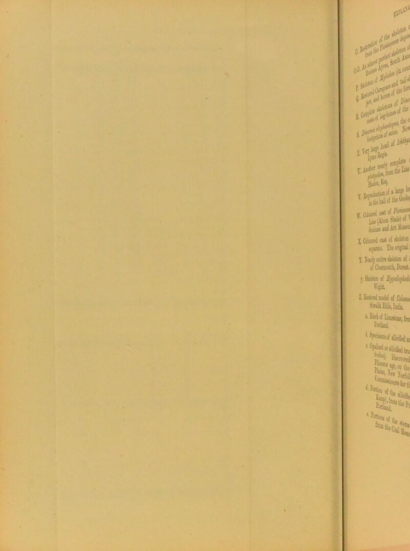 'rr!<tOD° * ni j*# l  .4«S“ 1‘ Jh ^1 t.i** AJ& HU o! ntke las (Alum Sinle) «f' Science »nd Art Mums: 1 Coloured cast of skeleton sepiate. The onginai 1 Y. Neirh entire skeleton of. of Cbaimoutk, Dorset. j. Skeleton of Effrlopkii L Mired model of Cdmt sifilii Hills, Inda, «• Seek of limestone, fan