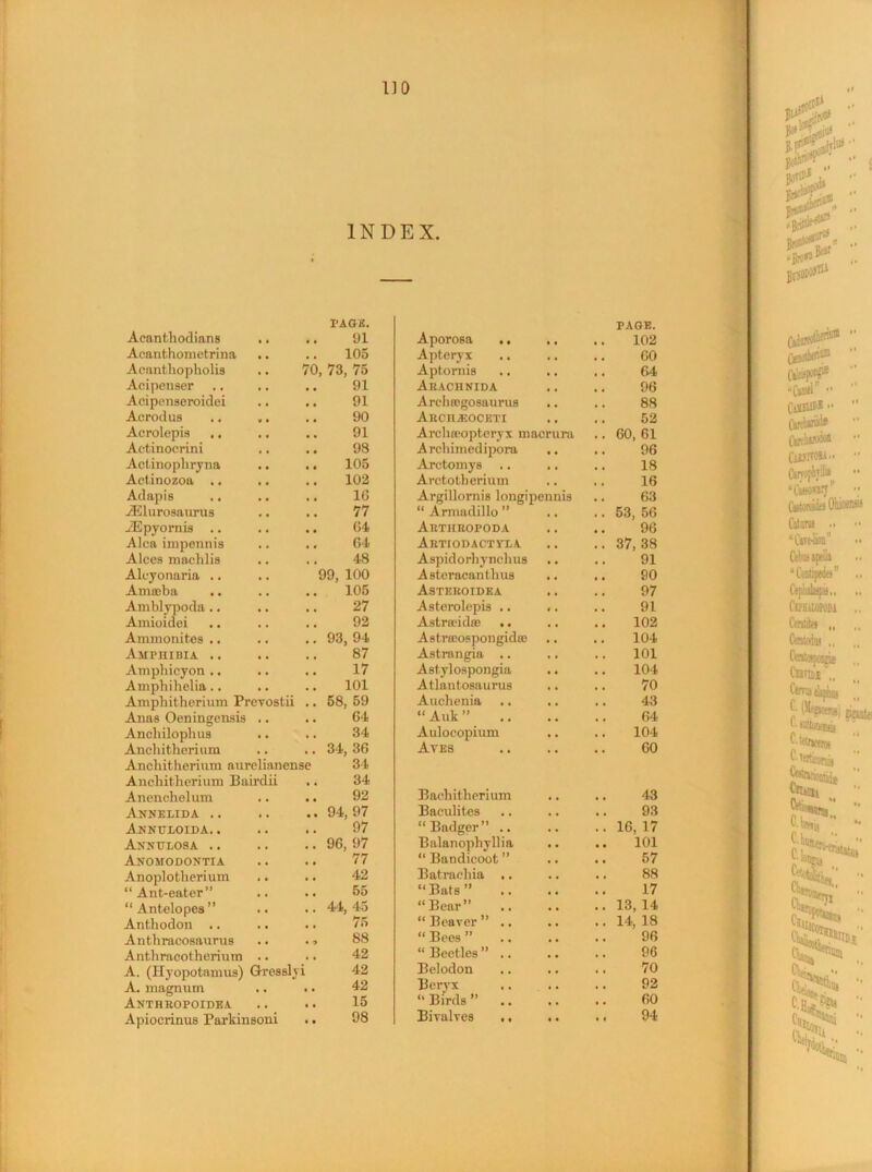 Aeanthodians PAGE. 91 Acanthometrina 105 Acantliopholis 70, 73, 75 Aeipenser 91 Aeipenseroidei 91 Acrodus 90 Acrolepis .. 91 Actinocrini 98 Actinopliryna 105 Actinozoa .. 102 Adapis 16 ylilurosaurus 77 iEpyornis .. 04 Alca impennis 64 Alces machlis 48 Alcyonaria .. 99, 100 Amseba 105 Amblypoda .. 27 Amioidei 92 Ammonites .. 93, 94 Amphibia .. 87 Amphicyon .. 17 Amphihelia.. 101 Amphitherium Preyostii .. 58, 59 Anas Oeningensis 64 Anchilophus 34 Anchitherium 34, 36 Anchitherium aurelianense 34 Anchitherium Bairdii 34 Anenehelum • • • • 92 Annelida .. « . • • 94, 97 Annuloida. . • • t • 97 Annulosa .. ■ t • • 96, 97 Anomodontia • • • • 77 Anoplotherium 42 “ Ant-eater” • • • • 55 “ Antelopes ” • • . . 44, 45 Anthodon .. • • • • 75 Anthracosaurus • • • 88 Anthracotherium • • • t 42 A. (Hyopotamus) Gres sly i 42 A. magnum . • • • 42 Anthropoidea. . , • • 15 Apioerinus Parkinsoni .. 98 Aporosa .. PAGE. 102 Apteryx .. 60 Aptornis . 64 Arachnida 96 Arehajgosaurus 88 Arch^oceti 52 Archreopteryx macrura . 60, 61 Archimedipora 96 Arctomys 18 Arctotherium 16 ArgiUornis longipennis 63 “ Armadillo ” . 53, 56 Artheopoda 96 Artiodactvla . 37,38 Aspidorhynehus 91 Asteracanthus 90 Asteroidea 97 Asterolepis .. 91 Astrceid® .. 102 Astricospongidce 104 Astrangia .. 101 Astylospongia 104 Atlantosaurus 70 Auchenia . 43 “Auk” . 64 Aidoeopium 104 Aves 60 Bacliitherium 43 Bacidites 93 “Badger” .. .. 16, 17 Balanophyllia 101 “ Bandicoot ” 57 Batraehia .. 88 “Bats” 17 “Bear” .. 13, 14 “ Beaver ” .. .. 14, 18 “ Bees ” 96 “ Beetles ” .. 96 Belodon 70 Beiyx 92 “ Birds ” .. 60 Bivalves ,, 94