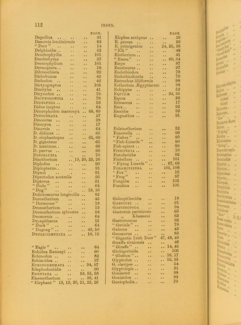 PAGE. PAGE. Dapedius .. 91 Elepbas antiquus .. . , 26 Dasornis londiniensis 63 E. ganesa .. , , 26 “ Deer ” .. 14 E. primigenius 24 25, 26 Delphinid® .. .. 52 “ Elk ” • . 48 Dendrophyllia 101 Elotherium.. • , 41 Dendrohyrax .. 27 “Emeu” 60, 64 Desmophyllum 101 Emys 87 Dermoptera.. 18 Encrinurus .. 97 Dibranchiata 92 Endothiodon .. 79 Dicbobunus .. 42 Endothiodontia , , 79 Dicbodon .. 42 Entrochus liliiformis 98 Dictyograptus 103 Eotherium JEgyptiacum 98 Dicotyles ,. 41 Eobippus • . 52 Dicynodon .. 78 EQUID.E • . 34, 35 Dicynodontia 78 Equus 36 Didei.puia .. 56 Erinaceus .. 17 Didus ineptus 64 Esox.. 92 Dimorphodon macronyx 68, 69 Esoeidm 92 Dinocerata 27 Eugnatbus .. • . 91 Dinocei'as .. 28 Dinocyon .. 17 Dinornis 64 Felsinotberium • • 52 D. didinus .. .. 66 Fenestclla .. • • 96 D. elepbantopus 65, 66 “ Fishes ” .. • • 89 D. giganteus 65 “Fish-Lizards” .. . . 80 D. maximuB.. 66 Fish-spines .. . . 89 D. parvua .. 66 Fissipedia .. . • 16 Dinosauria 70 Fiatulariidas • . 92 Dinotherium .. 19, 2 23, 26 Flabellum .. • • 101 Diplodua .. 90 “ Flying Lizards ” .. • • 67, 69 Diplopterus.. 91 Foraminieera 105, 106 Dipnoi 91 “ Fox ” • • 16 Diprotodon australis 56 “Frog” • • 87 Dipterus 91 F ungidee .. • • 102 “ Dodo ” .. 64 Fusulina .. • • 106 “Dog” .. 13, 16 Dolichoaaurua longicolbs 82 Dorcatherium 43 Galeopitlieeidoc . • 18 “ Dormouse ” 18 Ganoidei .. • . 91 Dromatherium 13 Gasteropoda • • 94 Dromatherium sylvestre 58 Gastornis parisieneis 63 Dromomis .. 64 „ Elaasseni • . 63 Dryopitbecus 15 Gastronemus • • 92 “Duck” .. 64 “ Gaviuls ” .. • . 70 “ Dugong” .. .. 49, 50 G elocus .. • • 43 Duplicidentata .. 18, 19 Geosaurus .. • • 83 “ Gigantic Irish Deer ” 47, 48, 49 Giraffa sivalensis .. 46 “Eagle” .. .. 64 “Girafl’e” .. 14, 45 Echidna Eamsayi .. .. 60 Globigerinida • • 106 Eehinodon .. 82 “ Glutton ” .. • • 16, 17 Ecbino'idea .. 97 Glyptodon .. .. 53, 55 Echinodermata .. 94, 97 G. clavipes .. • • 54 Edapbodontidce 90 Glyptolepis .. 91 Edentata .. .. 53, 55, 56 Goniaster .. • • 98 Elasmothprium .. 33, 41 Goniatites .. 93 “Elephant” 13,19,20,21, 22, 26 Goniopholis.. •• 70