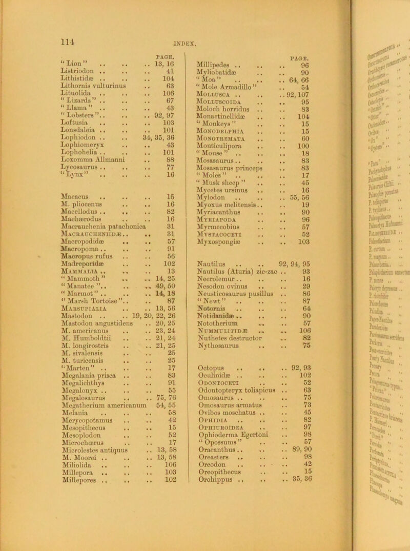 “Lion” .. PAGE. 13, 1G Listriodon .. , # 41 Lithistidre .. 104 Lithornid vulturinus , , G3 Lit uolida , , 106 “ Lizards” .. , , G7 “ Llama ” .. , , 43 “Lobsters”.. 92, 97 Loftusia # , 103 Lonsdaleia .. , , 101 Lophiodon .. 3d, 35, 36 Lophiomeryx • • 43 Lophohelia .. • , 101 Loxomma Allmanni , , 88 Lycosaurus .. t , 77 “Lynx” .. •• 16 Macacos .. .. 15 M. pliocenus • « 16 Macellodus .. ,. t , 82 Macbaerodus , , 16 Maerauohenia patachoniea 31 Maceagcheniid.® .. • • 31 Macropodid® .. • • 57 Macropoma .. .. 91 Macropus rufus 56 Madreporid® • • 102 Mammalia .. , , 13 “ Mammoth ’’ 14, 25 “ Manatee . 49, 50 14, 18 “ Marmot ” .. “ Marsh Tortoise”.. , . 87 Maesufialia , , 13, 56 Mastodon .. .. 19, 20, 22, 26 Mastodon angustidens 20, 25 M. amerieanus • . 23, 24 M. Humboldtii , , 21, 24 M. longirostris • . 21, 25 M. siralensis . , 25 M. turicensis , , 25 “Marten” .. , , 17 Megalania prisca .. 83 Megalichthys 91 Megalonyx .. .. 55 Megalosaurus .. 75, 76 Megatherium amencanum 54, 55 Melania , . 58 Merycopotamus . • 42 Mesopithecus .. • • 15 Mesoplodon .. . • 52 Microchoerua , , 17 Microlestes antiquus . . 13, 58 M. Moorei .. . , 13, 58 Miliolida .. .. # . 106 Millepora .. .. . . 103 Millepores .. .. • • 102 Millipedes .. .. PAGE. 96 Myliobatid® .. 90 “Moa” 64, 66 “ Mole Armadillo ” , . 54 Mollusca .. .. 92,107 Molluscoida 95 Moloch horridus .. 83 Monaetinellid® , . 104 “ Monkeys ” , ( 15 Monodelphia # # 15 Monoteemata GO Monticulipora , , 100 “ Mouse ” .. 18 Mosasaurus.. 83 Mosasaurus princeps 83 “ Moles ” .. 17 “ Musk sheep ” .. 45 Mycetes ursinus .. 16 Mylodon 55, 56 Myoxus melitensis.. 19 Myriacanthus • • 90 Myeiafoda 96 Myrmecobius 57 Mystacoceti # , 52 Myxospongi® •• 103 Nautilus .. 92, 94, 95 Nautilus (Aturia) zic-zac 93 Necrolemur.. , , 16 Nesodon ovinus , . 29 Neusticosaurus pusillus , , 86 “ Newt ” , , 87 Notomis .. .. # , 64 Notidanid®.. .. , , 90 Nototherium .. . , 57 Nitmmulitidje 106 Nuthetes destructor , , 82 Nythosaurus * * 75 Octopus .. ,. 92, 93 Oculinidro .. . , 102 Odontoceti . . 52 Odontopteryx toliapicus • . 63 Omosaurus .. • • 75 Omosaurus armatus , . 73 Ovibos moschatus .. , . 45 Ofhidia 82 Ophiueoidea 97 Opliioderma Egertoni 98 “ Opossums ” .. 57 Oracanthus .. . . 89, 90 Oreasters .. .. 98 Oreodon .. .. • 42 Oreopithecus • • 15 Oroliippus .. •• 35, 36 «fJS OitfoXf “0t»r Orib« “Oi” , »()«(«>• ‘Pi# ■’ hljoaa® p^orc;* Clift Psl*vflu« porrtUi- P.tjpfe PtlttpillWU! PUJOBBIM Ptlsothfiium P.ewtaa.. P.lWSItE.. Parfm. P. niw PtWniifjWsus P. Wife PiWwtei Ptiudisa frfC'SlUtilss taa» „ ‘••oaisita p^wtiiw P(«d BP** p, Pi 'M *W, ‘‘Hi inwftiD