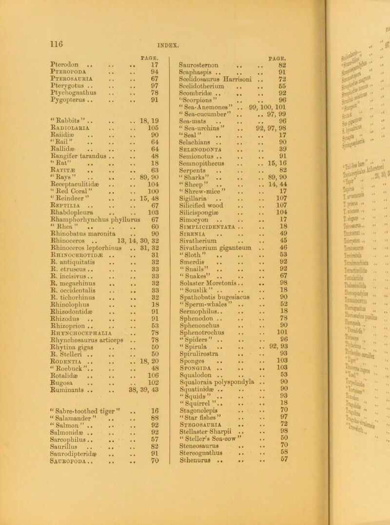 Pterodon .. TAGE. 17 Saurosternon PAGE. 82 Pteropoda 94 Scaphaspis .. , , 91 Ptebosaubia 67 Scelidosaurus Harrisoni # f 72 Pterygotus .. 97 Scelidotherium , # 65 Ptychognathus 78 Scombrid© .. ,. 92 Pygopterus .. 91 “Scorpions” • « 96 “Rabbits”.. .. 18, 19 “Sea-Anemones” .. 99 “ Sea-cucumber” .. Sea-mats , 100, 101 .. 97, 99 96 Radiolaeia 105 “ Sea-urchins ” .. 92. 97, 98 Raiidi© 90 “Seal” , , 17 “Rail” 64 Selachians .. , , 90 Rallidffl 64 Selenodonta 39 Rangifer tarandus .. “Rat” 48 Semionotus .. 91 18 Semnopithecus . . 15, 16 Ratit.® 63 Serpents . , 82 “ Rays ” .. 89,90 “Sharks” .. , , 89, 90 Receptaculitid® .. 104 “ Sheep ” • • 14, 44 “ Red Coral 100 “ Shrew-mice ” , , 17 “ Reindeer ” .. 15, 48 Sigillaria . , 107 Reptilia .. 67 Silicified wood , , 107 Rbabdopleura 103 Silicispongi© . . 104 Rhamphorhynclius phyll urus 67 Simocyon 17 “Rhea” .. 60 Simplicidentata .. 18 Rhinobatus maronita 90 SlEENIA , , 49 Rhinoceros .. 13, 14., 30, 32 Sivatlierium 45 Rhinoceros leptorhinus .. 31, 32 Sivatherium giganteum 46 RniNOOEBOTID^: .. .. 31 “ Sloth ” .. 53 R. antiquitatis .. 32 Smerdis • • 92 R. etruseus .. .. 33 “Snails” 92 R. incisivus.. 33 “Snakes” .. • . 67 R. megarhinus 32 Solaster Moretonis.. 98 R. oceidentalis .. 33 “Souslik” .. , . 18 R. tichorhinus .. 32 Spathobatis bugesiacus . . 90 Rhinolophus 18 “Sperm-whales” .. 52 Rhizodontid® 91 Sermophilus.. 18 Rhizodus .. .. 91 Sphenodon .. • • 78 Rhizoprion .. 53 Sphenonchus • • 90 Rhynchocephaeia 78 Sphenotrochus . . 101 Rhynehosaurus artieeps 78 “ Spiders ” .. 96 Rhytina gigas 50 “ Spirula 92, 93 R. Stelleri 50 Spirulirostra .. 93 Rodentia .. .. 18, 20 Sponges .. 103 “Roebuck”.. 48 Spongida .. • • 103 Rotalid® .. .. 106 Squalodon .. . . 53 Rugosa 102 Squaloraia polyspondyla • • 90 Ruminants .. 38, 39, 43 Squatinid© .. 90 “ Sabre-toothed tiger ” 16 “ Squids ” .. “ Squirrel ”.. Stagonolepis 93 18 70 “ Salamander ” .. 88 “Starfishes” . . 97 “ Salmon ” .. 92 Stegosaubia . . 72 Salmonid® .. .. 92 Stellaster Sharpii .. • • 98 Sarcophilus.. 57 “ Steller’s Sea-oow ” 50 Saurillus .. .. 82 Steneosaurus .. 70 Saurodipterid© ., 91 Stereognatlius .. • • 58 Saixeopoda .. .. 70 Sthenurus .. .. •• 57