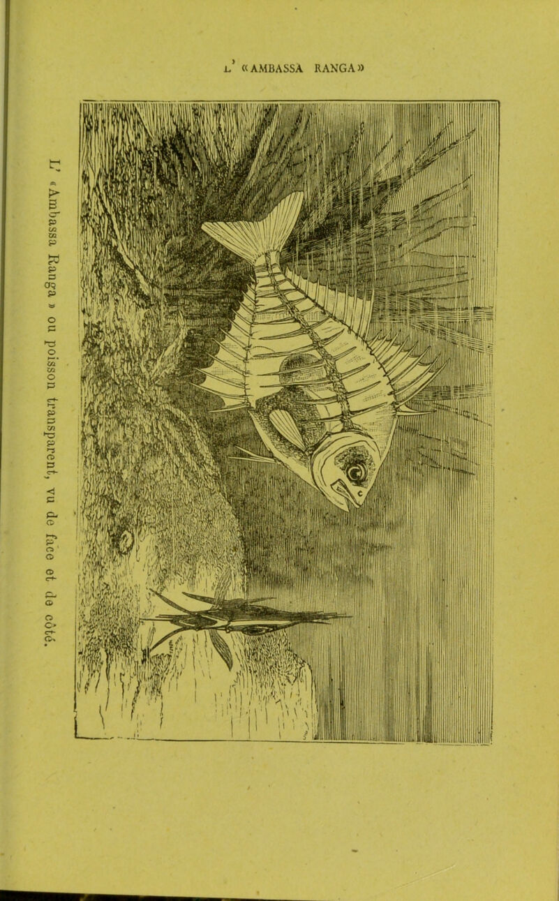 «Ambassa Ranga » ou poisson transparent, vu de face et de côté l,’ «AMBASSA RANGA»