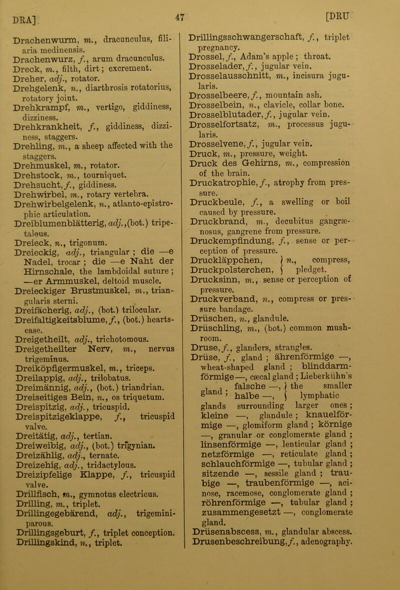 Drachenwurm, m., dracunculus, fili- aria medinensis. Drachenwurz, arum dracunculus. Dreck, m., filth, dirt; excrement. Dreher, adj., rotator. Drehgelenk, n., diarthrosis rotatorius, rotatory joint. Drehkrampf, m., vertigo, giddiness, dizziness. Drehkranklieit, /., giddiness, dizzi- ness, staggers. DreMing, m., a sheep affected with the staggers. Drehmuskel, m., rotator. Drehstock, m., tourniquet. Drehsuclit,/,, giddiness. Drehwirbel, m,, rotary vertebra. Dreh.wirbelgelenk, n., atlanto-epistro- phic articulation. Dreiblumenblatterig, adj.,(hot.) tripe- talous. Dreieck, n., trigonum. Dreieckig, adj., triangular ; die —e Nadel, trocar ; die —e Nabt der Himscbale, the lamhdoidal suture; —er Armmuskel, deltoid muscle. Dreieckiger Brustmuskel, m., trian- gularis sterni. Dreifacberig, adj., (hot.) trilocular. Dreifaltigkeitsblume,/., (hot.) hearts- ease. Dreigetbeilt, adj., trichotomous. Dreigetbeilter Nerv, 7^^., nervus trigeminus. Dreikopfigemmskel, m., triceps. Dreilappig, adj., trilobatus. Dreimannig, adj., (hot.) triandrian. Dreiseitiges Bein, n., os triquetum. Dreispitzig, adj., tricuspid. Dreispitzigeklappe, tricuspid valve. Dreitatig, adj., tertian. Dreiweibig, adj., (hot.) trigynian. Dreizabbg, adj., ternate. Dreizebig, adj., tridactylous. Dreizipfelige KLappe, /., tricuspid valve. Drillfiscb, m., gymnotus electricus. Drilling, m., triplet. Drillingegebarend, adj., trigemini- parous, Drillingsgeburt, /., triplet conception. Drillingskind, n., triplet. [DRU DrUlingsscbwangerscbaft, /., triplet pregnancy. Drossel, /., Adam’s apple ; throat. Drosselader,/., jugular vein. Drosselausscbnitt, m., incisura jugu- laris. Drosselbeere,/., mountain ash. Drosselbein, n., clavicle, collar hone. Drosselblutader,/., jugular vein. Drosselfortsatz, m., processus jugu- laris. Drosselvene, /., jugular vein. Dmck, m., pressure, weight. Druck des Gebtrns, m., compression of the hrain. Druckatropbie,/., atrophy from pres- sure. Druckbeule, /., a swelling or hoil caused hy pressure. Druckbrand, m., decuhitus gangrse- nosus, gangrene from pressure. Druckempfindiuig, /., sense or per- ception of pressure. Drucklappcben, ) n., compress, Dnickpolstercben, j pledget. Drucksinn, m., sense or perception of pressure. Druckverband, n., compress or pres- sure bandage. Driiscben, n., glandule. Driiscbling, m., (hot.) common mush- room. Druse,/., glanders, strangles. Driise, /., gland ; abrenformige —, wheat-shaped gland ; blinddarm- formige—, csecal gland ; Lieherkiihn's , , , falscbe —, ) the smaller gland , ^ j lymphatic glands surrounding larger ones; kleine —, glandule ; knauelfor- mige —, glomiform gland; kornige —, granular or conglomerate gland; Imsenformige —, lenticular gland ; netzfonnige —, reticulate gland; scblaucbfdrmige —, tubular gland ; sitzende —, sessile gland ; trau- bige —, traubenformige —, aci- nose, racemose, conglomerate gland ; robrenformige —, tubular gland ; zusammengesetzt —, conglomerate gland. Driisenabscess, m., glandular abscess. Drusenbescbreibung,/., adenography.