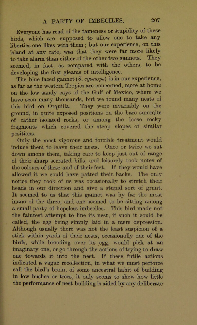 Everyone has read of the tameness or stupidity of these birds, which are supposed to allow one to take any liberties one likes with them ; but our experience, on this island at any rate, was that they were far more likely to take alarm than either of the other two gaimets. They seemed, in fact, as compared with the others, to be developing the first gleams of intelligence. The blue faced gannet {S. cyanops) is in our experience, as far as the western Tropics are concerned, more at home on the low sandy cays of the Gulf of Mexico, where we have seen many thousands, but we found many nests of this bird on Orquilla. They were invariably on the ground, in quite exposed positions on the bare summits of rather isolated rocks, or among the loose rocky fragments which covered the steep slopes of similar positions. Only the most vigorous and forcible treatment would induce them to leave their nests. Once or twice we sat down among them, taking care to keep just out of range of their sharp serrated bills, and leisurely took notes of the colours of these and of their feet. If they would have allowed it we could have patted their, backs. The only notice they took of us was occasionally to stretch their heads in our direction and give a stupid sort of grunt. It seemed to us that this gannet was by far the most inane of the three, and one seemed to be sitting among a small party of hopeless imbeciles. This bird made not the faintest attempt to line its nest, if such it could be called, the egg being simply laid in a mere depression. Although usually there was not the least suspicion of a stick within yards of their nests, occasionally one of the birds, while brooding over its .egg, would pick at an imaginary one, or go through the actions of trying to draw one towards it into the nest. If these futile actions indicated a vague recollection, in what we must perforce call the bird’s brain, of some ancestral habit of building in low bushes or trees, it only seems to shew how little the performance of nest building is aided by any dehberate