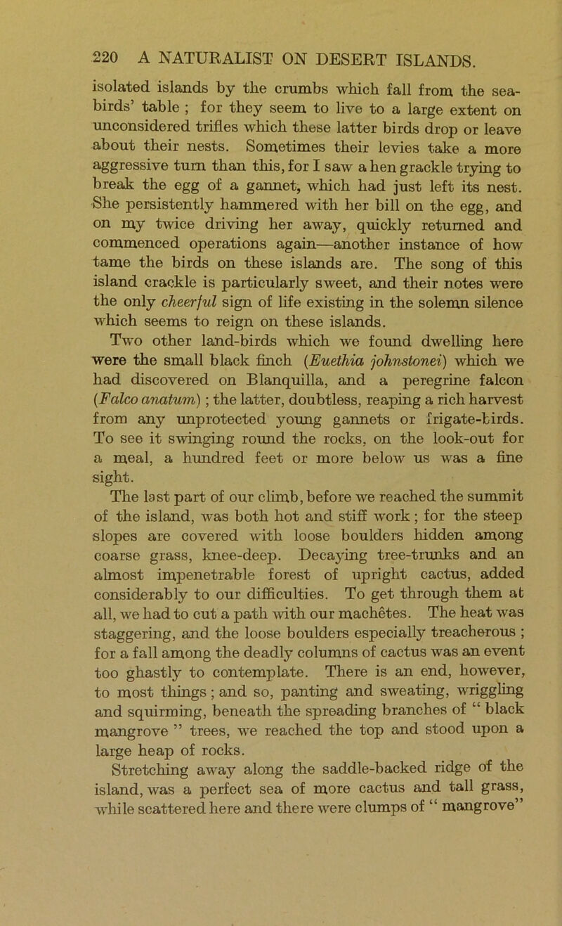 isolated islands by the crumbs which fall from the sea- birds’ table ; for they seem to live to a large extent on unconsidered trifles which these latter birds drop or leave about their nests. Sometimes their levies take a more aggressive turn than this, for I saw a hen grackle trying to break the egg of a gaimet, which had just left its nest. She persistently hammered with her bill on the egg, and on my twice driving her away, quickly returned and commenced operations again—another instance of how tame the birds on these islands are. The song of this island crackle is particularly sweet, and their notes were the only cheerful sign of life existing in the solemn silence which seems to reign on these islands. Two other land-birds which we found dwelling here were the small black flnch {Euethia johnstonei) which we had discovered on Blanquilla, and a peregrine falcon {Falco anatum); the latter, doubtless, reaping a rich harvest from any unprotected young gannets or frigate-birds. To see it swinging round the rocks, on the look-out for a meal, a himdred feet or more below us was a fine sight. The last part of our climb, before we reached the summit of the island, was both hot and stiff work; for the steep slopes are covered with loose boulders hidden among coarse grass, knee-deep. Decaying tree-trunks and an almost impenetrable forest of upright cactus, added considerably to our difficulties. To get through them at all, we had to cut a path Avith our machetes. The heat was staggering, and the loose boulders especially treacherous ; for a fall among the deadly columns of cactus was an event too ghastly to contemplate. There is an end, however, to most things; and so, panting and sweating, wriggling and squirming, beneath the spreading branches of “ black mangrove ” trees, we reached the top and stood upon a large heap of rocks. Stretching away along the saddle-backed ridge of the island, was a perfect sea of more cactus and tall grass, while scattered here and there were clumps of “ mangrove”