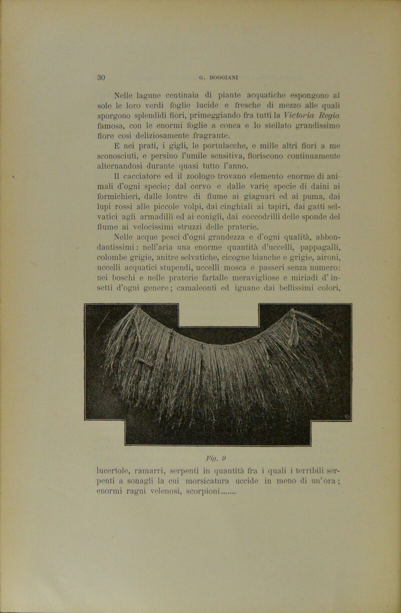 Nelle lagune centinaia di piante acquatiche espongono al sole le loro verdi foglie lucide e fresche di mezzo alle quali sporgono splendidi (lori, primeggiando fra tutti la Vici/jria liegi/i famosa, con le enormi foglie a conca e lo stellato grandissimo fiore cosi deliziosamente fragrante. E nei prati, i gigli, le portulacche, e mille altri fiori a me sconosciuti, e persino rumile sensitiva, fioriscono continuamente alternandosi durante (juasi tutto l’anno. Il (‘cacciatore ed il zoologo trovano elemento enorme di ani- mali d’ogni specie; dal cervo e dalle varie specie di daini ai formichieri, dalle lontre di fiume ai giaguari ed ai puma, dai lupi rossi alle piccole volpi, dai cinghiali ai tapiri, dai gatti sel- vatici agli armadilli ed ai conigli, dai coccodrilli delle sponde del fiume ai velocissimi struzzi delle praterie. Nelle acque pesci d’ogni grandezza e d’ogni qualità, abbon- dantissimi : nell’aria una enorme quantità d’uccelli, pappagalli, colombe grigie, anitre selvatiche, cicogne bianche e grigie, aironi, uccelli acquatici stupendi, uccelli mosca e passeri senza numero: nei boschi e nelle praterie farfalle meravigliose e miriadi d’in- setti d’ogni genere ; camaleonti ed iguane dai bellissimi colori, Fiff. 0 lucertole, ramarri, serpenti in quantità fra i quali i terribili s<'r- ])enti a sonagli la cui morsicatura uccide in meno di un’ora; enormi ragni velenosi, scorpioni
