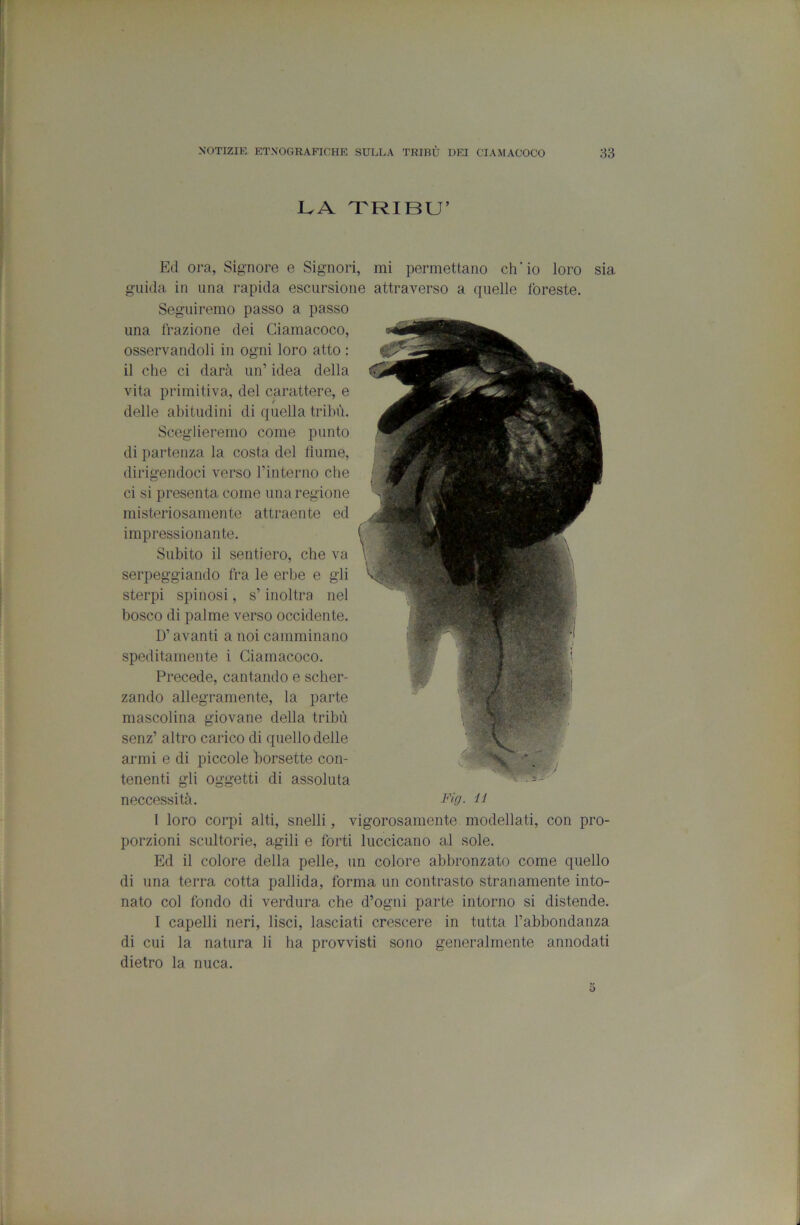 I^A TRIBÙ’ Ed ora, Signore e Signori, mi permettano ch'io loro sia guida in una rapida escursione attraverso a quelle foreste. Seguiremo passo a passo una trazione dei Giamacoco, osservandoli in ogni loro atto : il che ci darà un’ idea della vita primitiva, del carattere, e delle abitudini di quella tribù. Sceglieremo come punto di partenza la costa del flume, dirigendoci verso l’interno che ci si presenta come una regione misteriosamente attraente ed impressionante. Subito il sentiero, che va serpeggiando fra le erbe e gli sterpi spinosi, s’inoltra nel bosco di palme verso occidente. D’avanti a noi camminano speditamente i Giamacoco. Precede, cantando e scher- zando allegramente, la parte mascolina giovane della tribù senz’ altro carico di quello delle armi e di piccole ìiorsette con- tenenti gli oggetti di assoluta neccessità. Fio- a 1 loro corpi alti, snelli, vigorosamente modellati, con pro- porzioni scultorie, agili e forti luccicano al sole. Ed il colore della pelle, un colore abbronzato come quello di una terra cotta pallida, forma un contrasto stranamente into- nato col fondo di verdura che d’ogni parte intorno si distende. I capelli neri, lisci, lasciati crescere in tutta l’abbondanza di cui la natura li ha provvisti sono generalmente annodati dietro la nuca.