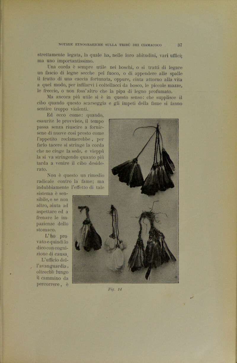 Strettamente legata, la quale ha, nelle loro abitudini, vari uffici; ma uno importantissimo. Una coi'da è sempre utile nei boschi, o si tratti di legare un lascio di legne secche pel fuoco, o di appendere alle spalle il trutte di una caccia fortunata, oppure, cinta attorno alla vita a quel modo, per infilarvi i coltellacci da bosco, le piccole mazze, le Ireccie, o non foss’altro che la pipa di legno profumato. Ma ancora più utile si è in questo senso: che supplisce il cibo quando questo scarseggia e gii impeti della fame si fanno sentire troppo violenti. Ed ecco come: quando, esaurite le provviste, il tempo passa senza riuscire a fornir- sene di nuove cosi presto come Fappetito recIamerei)l)e , per farlo tacere si stringe la corda che ne cinge la sede, e vieppù la si va stringendo ([uanto più tarda a venire il cibo deside- rato. Non è questo un rimedio radicale contro la fame; ma indubbiamente Teffetto di tale sistema è sen- sibile, e se non altro, aiuta ad aspettare ed a frenare le im- pazienze dello stomaco. L’ho prò vatoequindilo dico con cogni- zione di causa, L’uflìcio del- l’ava nguanlia , oltreché lungo il cammino da percorrere, ò Fif). i4