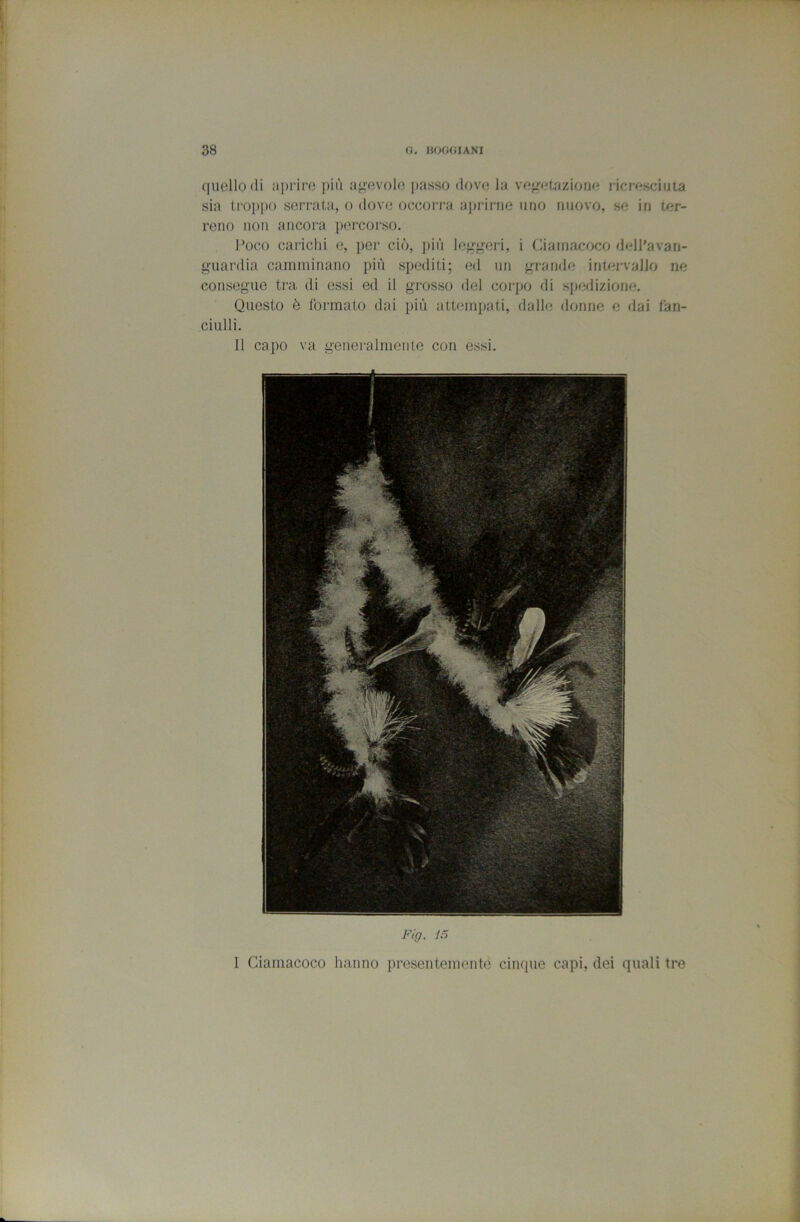 quello <li aprire più aj^evole passo df)ve la vef.p;tiiziorje ricresciuta sia trojìpo serrata, o dove occorra ai)i'iriie uno nuovo, se in ter- reno non ancora pcu'corso. Pof’o cai'iclii e, pei- ciò, più legf^eri, i Ciainacoco dell'avan- guardia camminano più spediti; ed un grande intej-vallo ne consegue tra di essi ed il grosso del corjio di spedizione. Questo è formato dai più attempati, dalle donne e dai fan- ciulli. Il capo va generalmente con essi. Fig. 15 I Ciamacoco hanno presentemente cinque capi, dei quali tre