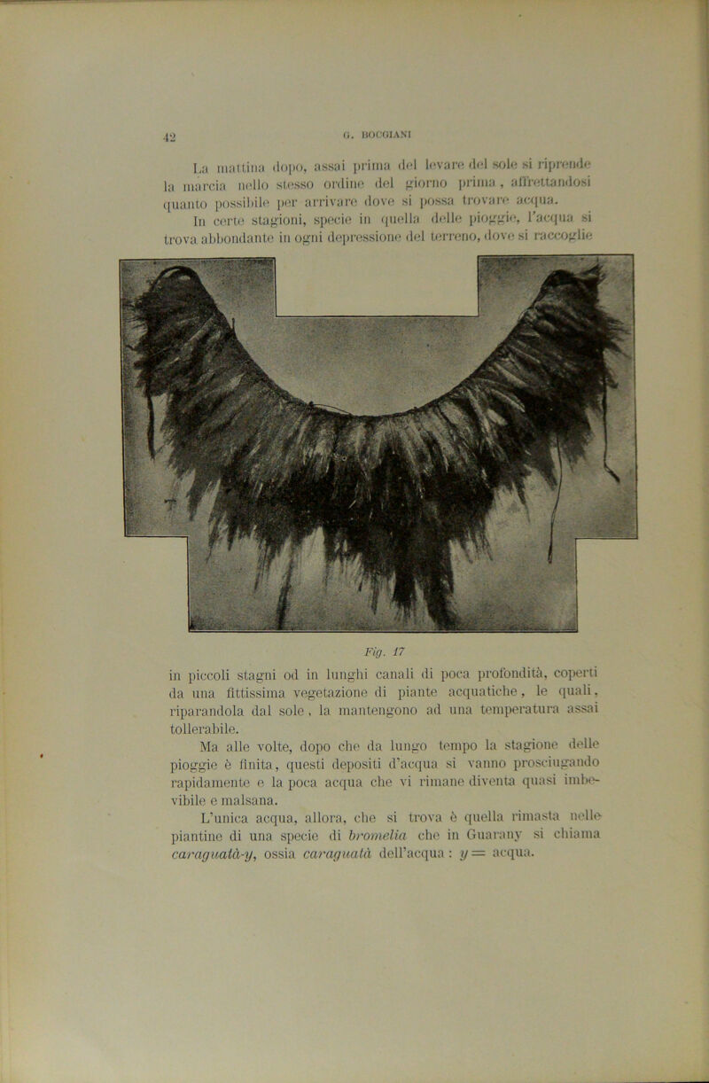 La inntLiiia dopo, assai j)i'ima dd l(!varo d(d sr>lo si riproiido la marcia indio sl,(>sso ordino del p:ioi-no prima , arirottandosi ([multo possibile jior arrivare dove si possa trovare aajiia. In certe stagioni, specie in (piella didle inojr^ne, Tacapia si trova abbondante in o*^ni di^iiressione del terreno, dov(; si raccoirlie Fig. 17 in piccoli stagni od in lunghi canali di poca [irolondità, coperti da una fittissima vegetazione di piante acquatiche, le quali, riparandola dal sole , la mantengono ad una temperatura assai tollerabile. Ma alle volte, dopo che da lungo tempo la stagione delle pioggie è finita, questi depositi d’acqua si vanno prosciugando rapidamente e la poca acqua che vi rimane diventa quasi imbe- vibile e malsana. L’unica acqua, allora, che si trova è quella rimasta nelle piantine di una specie di bromelia che in Guarany si chiama caraguatà-y, ossia caragualà deH’acqua : y= acqua.