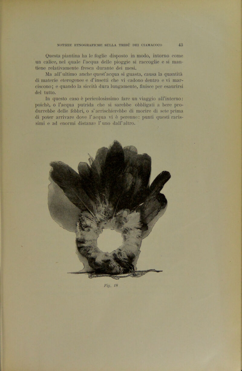 Questa piantina ha le foglie disposto in modo, intorno come un calice, nel quale rac([ua delle pioggie si raccoglie e si man- tiene relativamente fresca durante dei mesi. Ma all’ ultimo anche quest’acqua si guasta, causa la quantità | di materie eterogenee e d’insetti che vi cadono dentro c vi mar- ciscono; e quando la siccità dura lungamente, finisce per esaurirsi del tutto. In questo caso è pericolosissimo fare un viaggio all’interno ; poiché, 0 l’acqua putrida che si sarebbe obbligati a bere pro- durrebbe delle febbri, o s’arrischierebbe di morire di sete prima di poter arrivare dove l’acqua vi è perenne: punti questi raris- simi e ad enormi distanze l’uno dall’altro. I