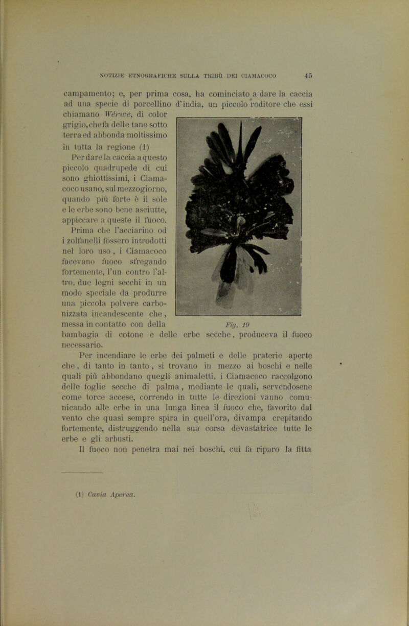 canipaineiUo; c, per prima cosa, ha cominciato a dare la caccia ad ima specie di porcellino d’india, un piccolo roditore che essi chiamano Wèrwe, di color grig io, che la delle tane sotto terra ed abbonda moltissimo in tutta la regione (1) Per dare la caccia a questo piccolo quadrupede di cui sono ghiottissimi, i Ciama- coco usano, sul mezzogiorno, quando più forte è il sole e le erbe sono bene asciutte, appiccare a c[ueste il fuoco. Prima che Tacciarino od i zolfanelli fossero introdotti nel loro uso, i Ciamacoco facevano fuoco sfregando fortemente, Tun contro l’al- tro, due legni secchi in un modo speciale da produrre una iiiccola polvere carbo- nizzata incandescente che, messa in contatto con della Fig. 19 bambagia di cotone e delle erbe secche, produceva il fuoco necessario. Per incendiare le erbe dei palmeti e delle praterie aperte che, di tanto in tanto, si trovano in mezzo ai boschi e nelle quali più abbondano quegli animaletti, i Ciamacoco raccolgono delle foglie secche di palma, mediante le quali, servendosene come torce accese, correndo in tutte le direzioni vanno comu- nicando alle erbe in una lunga linea il fuoco che, favorito dal vento che quasi sempre spira in queU’ora, divampa crepitando fortemente, distruggendo nella sua corsa devastatrice tutte le erbe e gli arbusti. 11 fuoco non penetra mai nei boschi, cui fa riparo la fìtta (i) Cavia Aperea.