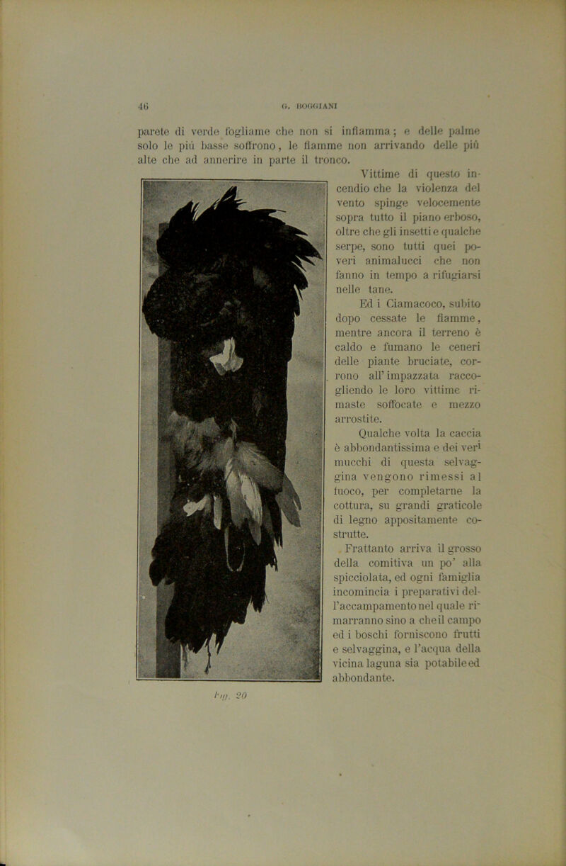 parete di verde Ibgliaiiie che non si infiamma ; e delle palme solo le pili basse soffrono, le fiamme non arrivando delle più alte die ad annerire in parte il tronco. Vittime di questo in- cendio che la violenza del vento spinge velocemente sopra tutto il piano erboso, oltre che gli insetti e qualche serpe, sono tutti quei po- veri animai ucci che non fanno in tempo a rifugiarsi nelle tane. Ed i Ciamacoco, subito dopo cessate le fiamme, mentre ancora il terreno è caldo e fumano le ceneri delle piante bruciate, cor- rono air impazzata racco- gliendo le loro vittime ri- maste soffocate e mezzo arrostite. Qualche volta la caccia è abbondantissima e dei veri mucchi di questa selvag- gina vengono rimessi al fuoco, per completarne la cottura, su grandi graticole di legno appositamente co- strutte. Frattanto arriva il grosso della comitiva un po’ alla spicciolata, ed ogni famiglia incomincia i preparativi del- raccampamentonel quale ri- marranno sino a che il campo od i boschi forniscono frutti e selvaggina, e Tacqua della vicina laguna sia potabileed abbondante.
