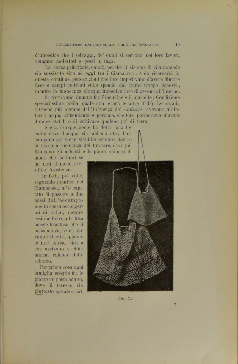 d’impedire che i selvaggi, de’ quali si servono nei loro lavori, vengano molestati e posti in fuga. La causa principale, quindi, perchè il sistema di vita nomade sia sussistito sino ad oggi tra i Ciamacoco, è da ricercarsi in queste continue persecuzioni che loro impedivano d’avere dimore fìsse e campi coltivati sulle sponde del fiume troppo esposte, mentre la mancanza d’acqua impediva loro di averne aH’interno. Si trovavano dunque fra l’incudine e il martello: Condizione specialissima nella quale non erano le altre tribù. Le quali, oltreché più lontane dall’influenza de’ Caduvel, avevano all’in- terno acqua abbondante e perenne, che loro permetteva d’avere dimore stabili e di coltivare qualche po’ di terra. Scelta dunque, come ho detto, una lo- calità dove l’acqua sia abbondante, l’ac- campamento viene stabilito sempre dentro al bosco, in vicinanza del limitare, dove più fìtti sono gli arbusti e le piante spinose, di modo che da fuori se ne noti il meno pos~ sil)ile l’esistenza. In fatti, più volte, seguendo i sentieri dei Ciamacoco, m’ è capi- tato di passare a due passi dall’accampa- mento senza accorger- mi di nulla, mentre essi, da dietro alla fitta parete frondosa che li nascondeva, se ne sta- vano zitti zitti, spiando le mie mosse, sino a che uscivano a chia- marmi ridendo dello scherzo. Per prima cosa ogni famiglia sceglie fra le piante un posto adatto, dove il terreno sia piuttosto uguale erial- Fig. 23