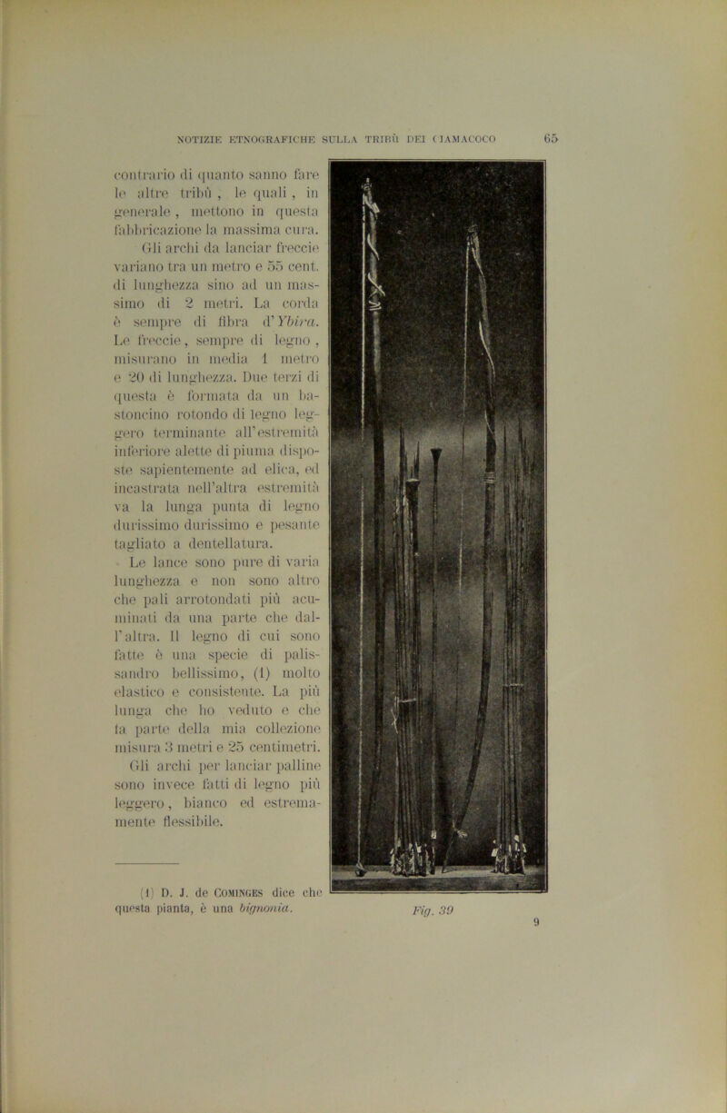 coiitiario di (luanto sanno lare !(' altre tribù , le quali , in venerale , mettono in questa lalibricazione la massima cura. Gli archi da lanciar treccie variano tra un meti’O e 55 cent, di lunu'hezza sino ail un mas- simo di 2 metri. La corda «> senqire di tìbra d'Ybira. L(' treccie, senqire di le^no , misurano in media 1 metro e 20 di lun^bezza. Due terzi di questa ò formata da un ba- stoncino rotondo di legno leg- gero terminante all’estremità interiore alette di piuma dispo- ste sapientemente ad elica, ed incastrata neU’altra estremità va la lunga punta di legno durissimo durissimo e pesante tagliato a dentellatura. Le lance sono pure di varia lunghezza e non sono altro che pali arrotondati più acu- minali da una parte che dal- l’altra. 11 legno di cui sono fatte è una specie di palis- sandro bellissimo, (1) molto elastico e consistente. La più lunga che ho veduto e che la parte della mia collezione misura 3 metri e 25 centimetri. Gli archi per lanciar palline sono invece fatti di legno più leggero, bianco ed estrema- mente flessibile. (1) f). J. de COMiNGES dice che questa pianta, è una bù/nonia. Fig. 39 9