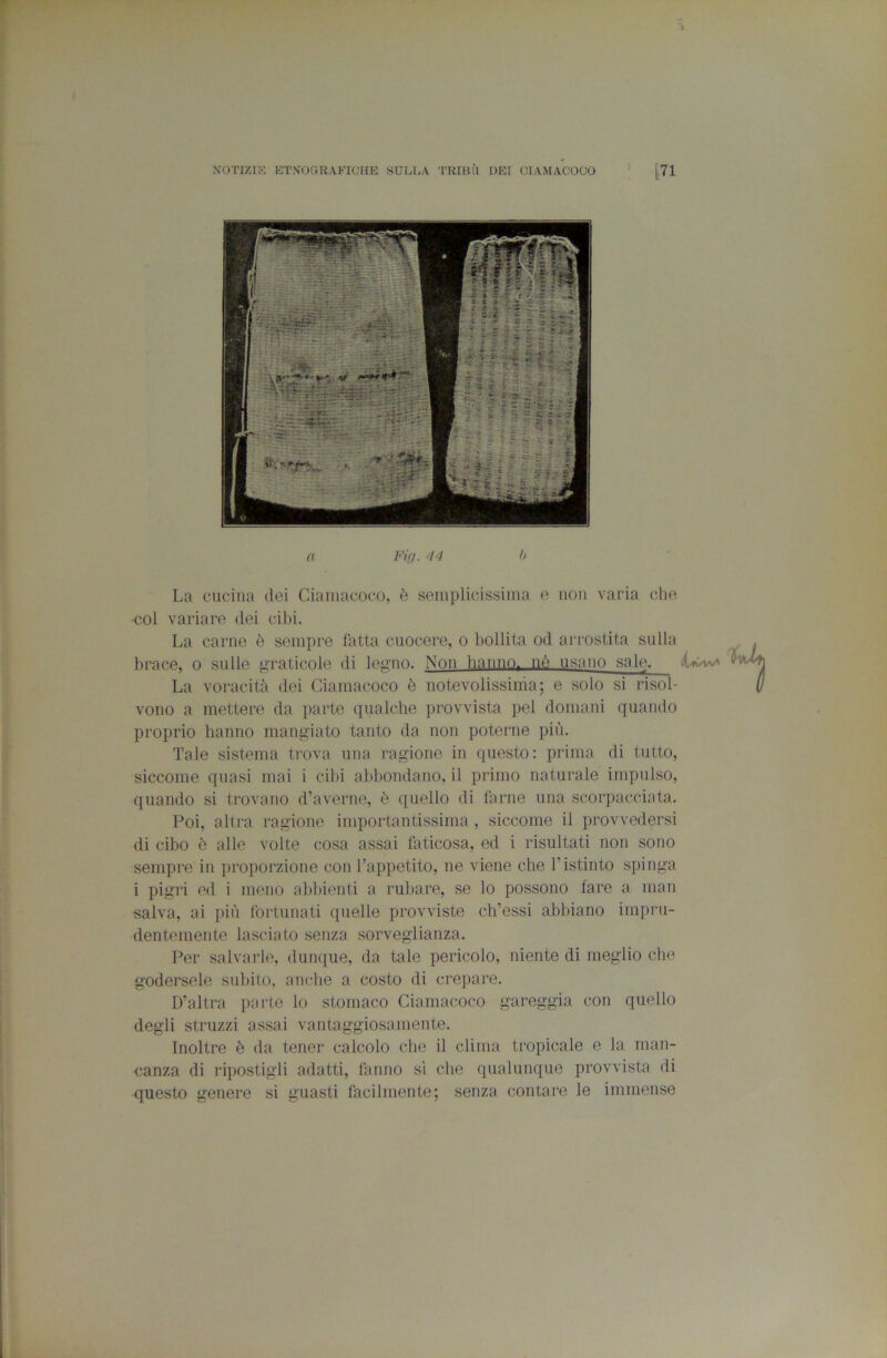 a Fif/. 44 h La cucina lìei Ciaiiiacoco, è semplicissima e non varia che col variare dei cibi. La carne è sempre fatta cuocere, o bollita od arrostita sulla brace, o sulle praticole di legno. Non hanno, né usano sale. La voracità dei Giamacoco è notevolissima; e solo si risol- vono a mettere da parte qualche provvista pel domani quando proprio hanno mangiato tanto da non poterne pin. Tale sistema trova una ragione in questo: prima di tutto, siccome quasi mai i cibi abbondano, il primo naturale impulso, quando si trovano d’averne, è quello di farne una scorpacciata. Poi, altra ragione importantissima, siccome il provvedersi di cibo è alle volte cosa assai faticosa, ed i risultati non sono sempre in proporzione con l’appetito, ne viene che l’istinto spinga i pigri ed i meno abbienti a rullare, se lo possono fare a man salva, ai più fortunati quelle provviste cb’essi abbiano impru- dentemente lasciato senza sorveglianza. Per salvarle, dunque, da tale pericolo, niente di meglio che godersele subito, anche a costo di crepare. D’altra parte lo stomaco Giamacoco gareggia con quello degli struzzi assai vantaggiosamente. Inoltre è da tener calcolo che il clima tropicale e la man- canza di ripostigli adatti, fanno si che qualunque provvista di questo genere si guasti facilmente; senza contare le immense
