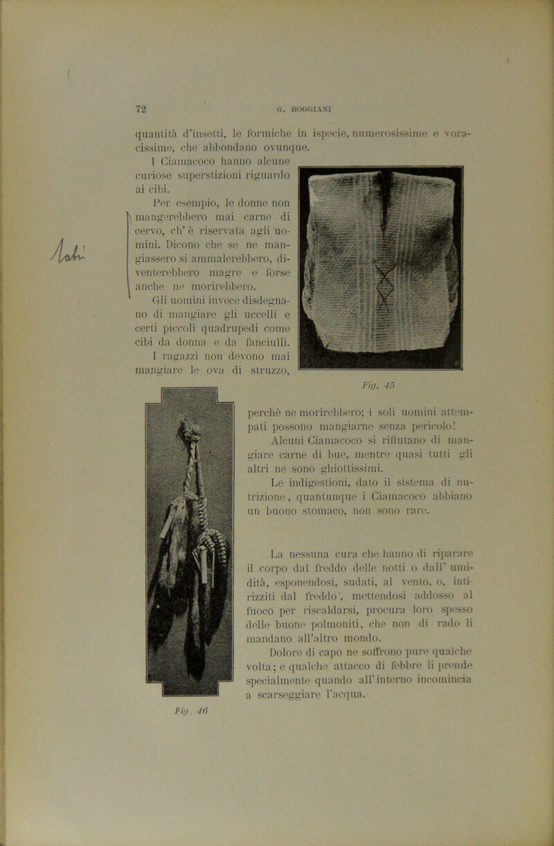 ([iiantitA (Tiiisetti, le lbi‘iiii<;ho in ispede, iiiimei-osissiine e vora- dssiine, che iihliondaiio ovunque. I Cianiacoco hanno alcune curiose superstizioni riguardo ai cibi. Por esempio, le donne non manderei)])cro mai carne di cervo, eh’ ò riservata agli uo- mini. Dicono che se ne man- giassero si ammalerebbero, di- venterel)bero magre e forse anche ne morirebbero. Gli uomini invece disdegna- no di mangiare gli uccelli e certi piccoli quadrupedi come cibi da donna e da fanciulli. I ragazzi non devono mai mangiare le ova di struzzo, Fifj. 45 perchè ne morirebbero; i soli uomini attmn- pati possono mangiarne senza pericolo! Alcuni Giamacoco si rifiutano di man- giare carne di bue, mentre quasi tutti gli altri ne sono ghiottissimi. Le indigestioni, dato il sistema di nu- trizione , quantunque i Giamacoco abbiano un buono stomaco, non sono rare. La nessuna cura che hanno di riparare il corpo dal freddo delle notti o dall’ umi- dità, esponendosi, sudati, al vento, o. inti- rizziti dal freddo', mettendosi addosso al fuoco per riscaldarsi, procura loro spi'sso delle buone polmoniti, che non di rado li mandano all’altro mondo. Dolore di capo ne soffrono pure qualche volta; e qualche attacco di feblu’e li j»r«Muìe specialmente quando all’interno incomincia a scarseggiar<' l'acqua. T'iff. 40