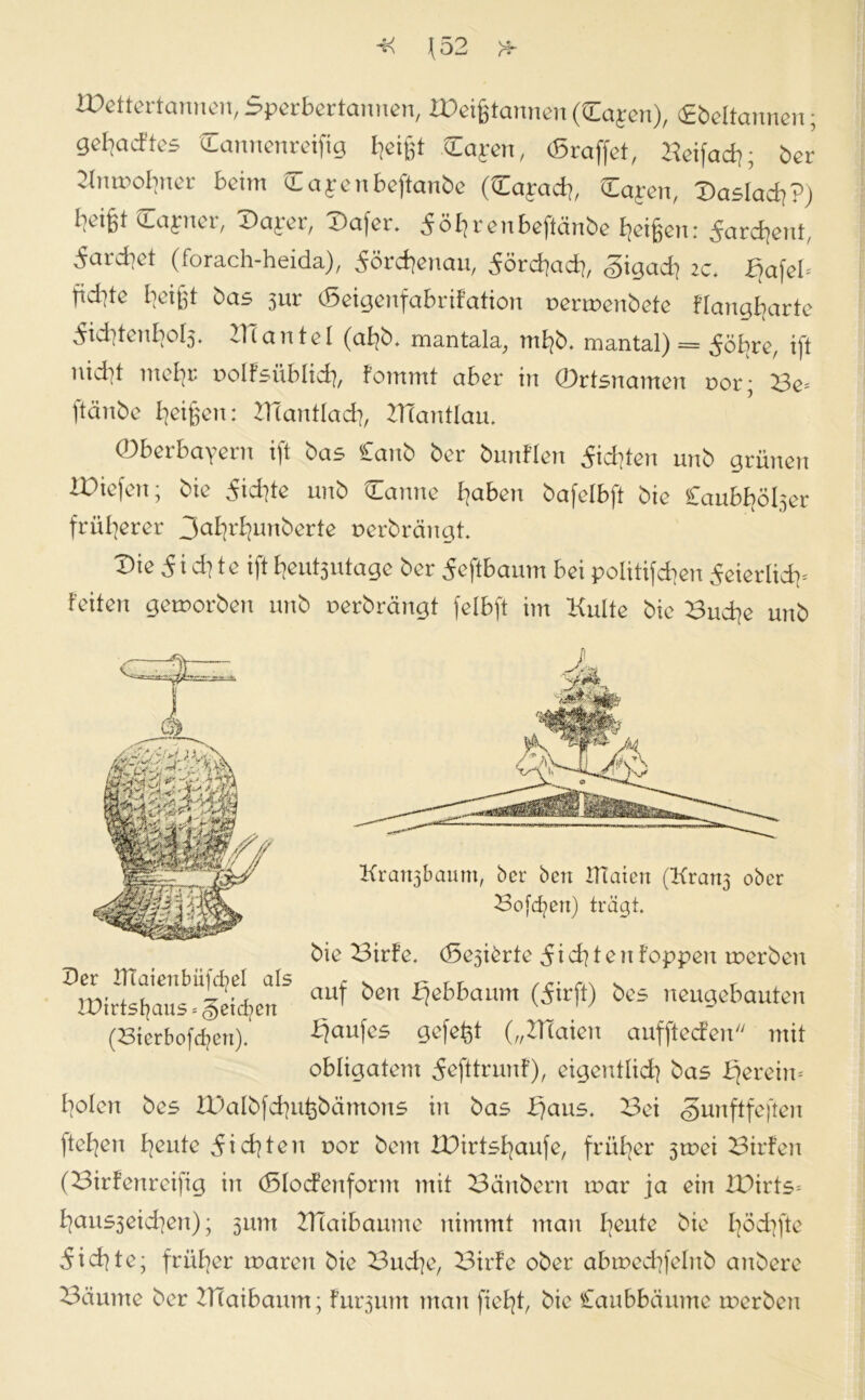 IDettertannen, Sperbertannen, IDeißtannen (Capen), Cbeltannen; gebßdks Cannenreifig Reifet Capen, (Sraffet, Hcifad?; ber 2tnmohner beim Capenbeftanbe (Capad?, Capen, Qasladi?) Wfi* Ca£n<*/ ©aper, ©afer. Söhrenbeftänbe feigen: Sard\ent, 5ard]et (forach-heida), 5örcfjenau, Sördfadf, gigad? 2c. Bafeb fid]te heißt bas 3111* (Seigenfabrifation oermenbete flangfjarte 5id]tenbol3. KTantel (ahb. mantala, mfyb. mantal) = ^öbre, ift nid]t mehr oolfsüblid], fommt aber in Ortsnamen oor; Be= ftänbe feigen: ZHantlach, KTantlau. ©berbayern ift bas Canb ber bunflen Richten unb grünen iüiefen; bie 5id]te unb Canne haben bafetbft bie Caub^ölser früherer 3a^r^unberte Derbrängt. Die 5 i d? t e ift fyeutjutage ber 5eftbaum bei politifchen 5eierlid)* feiten geworben unb oerbrängt felbft im Kulte bie Buche unb (Bicrbofcf?en). Kaufes gefegt („ZTCaien aufftecfen mit f?o!en bes IDalbfchußbämons in bas ©aus. Bei gunftfeften fielen freute Richten t>or bent IDirtshaufe, früher 3tuei Birfen (Birfenreiftg in (Slocfenform mit Beinbern mar ja ein IDirts= fjaus3eid]en); 3um BTaibaume nimmt man freute bie l]öd]fte 5id]te; früher mären bie Buche, Birfe ober abmechfelnb anbere Bäume ber ZHaibaum; furjunt man fieht, bie Caubbäume merben Der DTaienbüjcfyel als IDirts^aus«geilen bie Birfe. (5e3i&rte 5 i ch t e n foppen merben auf ben ©ebbaum (5irft) bes neugebauten obligatem 5efttrunf), eigentlich bas ©ereim