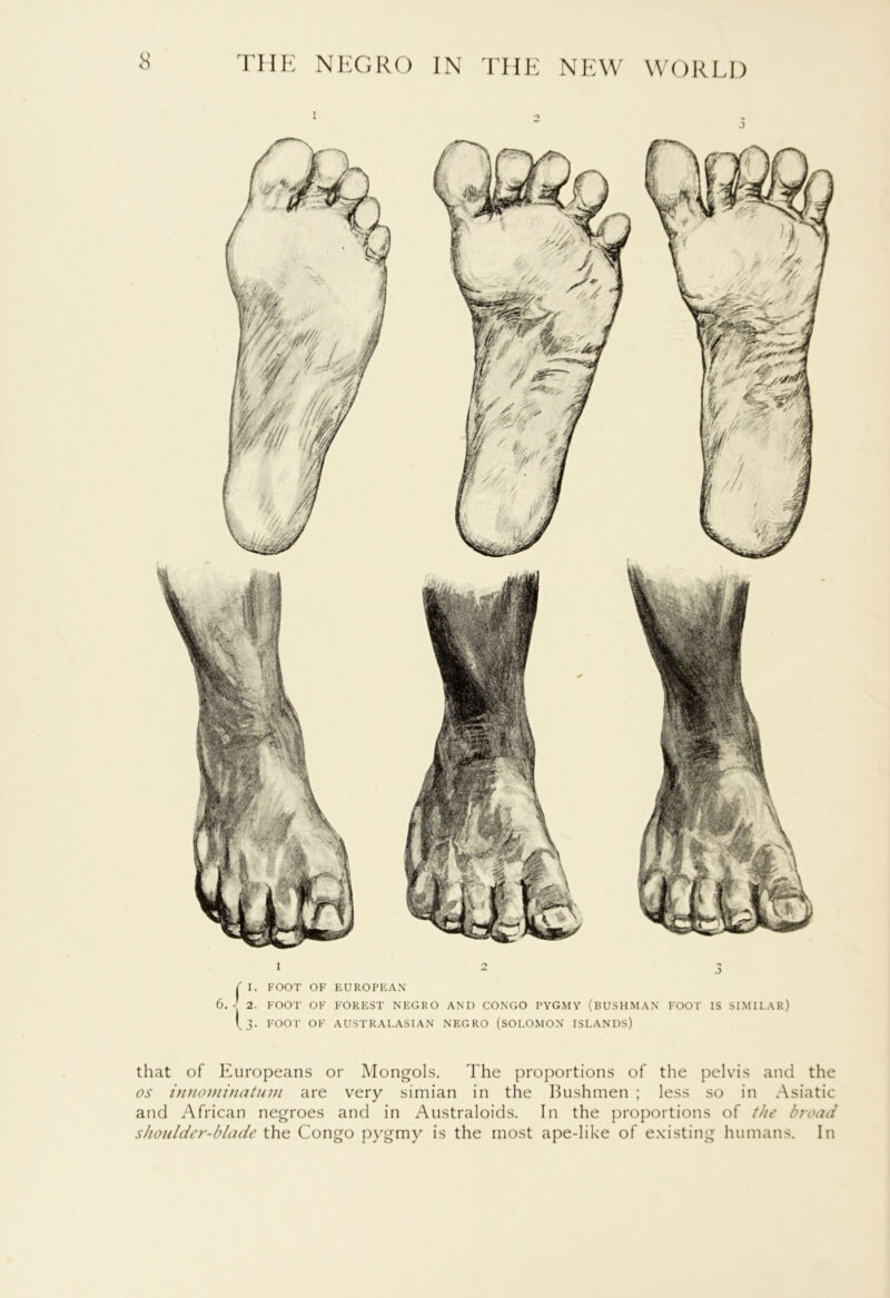 ( I. FOOT OF EUROPEAN 6. - 2. FOOT OF FOREST NEGRO AND CONGO PYGMY (BUSHMAN FOOT IS SIMILAR) (3. FOOT OF AUSTRALASIAN NEGRO (SOLOMON ISLANDS) that of Europeans or Mongols. The proportions of the pelvis and the os innominatum are very simian in the Bushmen ; less so in Asiatic and African negroes and in Australoids. In the proportions of the broad shoulder-blade the Congo pygmy is the most ape-like of existing humans. In