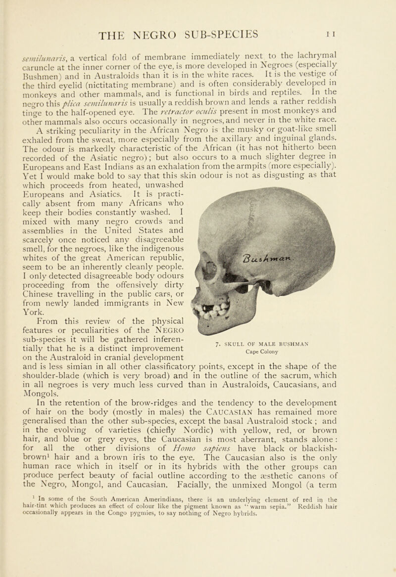 semilunaris, a vertical fold of membrane immediately next to the lachrymal caruncle at the inner corner of the eye, is more developed in Negroes (especially Bushmen) and in Australoids than it is in the white races. It is the vestige of the third eyelid (nictitating membrane) and is often considerably developed in monkeys and other mammals, and is functional in biids and reptiles. In the negro this plica semilunaris is usually a reddish brown and lends a lathei 1 eddish tinge to the half-opened eye. The retractor oculis present in most monkeys and other mammals also occurs occasionally in negroes, and never in the white race. A striking peculiarity in the African Negro is the musky or goat-like smell exhaled from the sweat, more especially from the axillary and inguinal glands. The odour is markedly characteristic of the African (it has not hitherto been recorded of the Asiatic negro); but also occurs to a much slighter degree in Europeans and East Indians as an exhalation from the armpits (more especially). Yet I would make bold to say that this skin odour is not as disgusting as that which proceeds from heated, unwashed Europeans and Asiatics. It is practi- cally absent from many Africans who keep their bodies constantly washed. I mixed with many negro crowds and assemblies in the United States and scarcely once noticed any disagreeable smell, for the negroes, like the indigenous whites of the great American republic, seem to be an inherently cleanly people. I only detected disagreeable body odours proceeding from the offensively dirty Chinese travelling in the public cars, or from newly landed immigrants in New York. From this review of the physical features or peculiarities of the NEGRO sub-species it will be gathered inferen- tially that he is a distinct improvement on the Australoid in cranial development and is less simian in all other classificatory points, except in the shape of the shoulder-blade (which is very broad) and in the outline of the sacrum, which in all negroes is very much less curved than in Australoids, Caucasians, and Mongols. In the retention of the brow-ridges and the tendency to the development of hair on the body (mostly in males) the CAUCASIAN has remained more generalised than the other sub-species, except the basal Australoid stock ; and in the evolving of varieties (chiefly Nordic) with yellow, red, or brown hair, and blue or grey eyes, the Caucasian is most aberrant, stands alone : for all the other divisions of Homo sapiens have black or blackish- brown1 hair and a brown iris to the eye. The Caucasian also is the only human race which in itself or in its hybrids with the other groups can produce perfect beauty of facial outline according to the aesthetic canons of the Negro, Mongol, and Caucasian. Facially, the unmixed Mongol (a term 1 In some of the South American Amerindians, there is an underlying element of red in the hair-tint which produces an effect of colour like the pigment known as ‘'warm sepia.” Reddish hair occasionally appears in the Congo pygmies, to say nothing of Negro hybrids. 7. SKULL OF MALE BUSHMAN Cape Colony