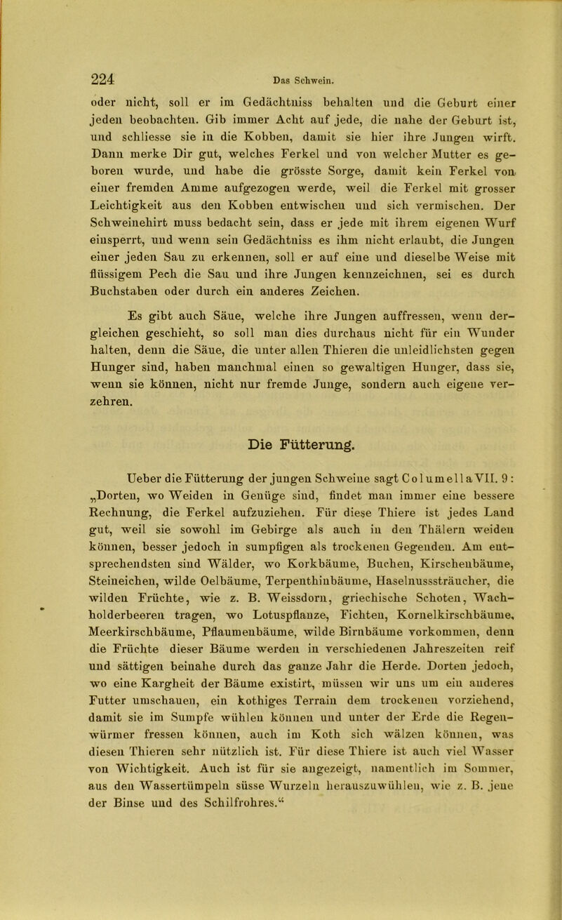 oder nicht, soll er im Gedächtniss behalten und die Geburt einer jeden beobachten. Gib immer Acht auf jede, die nahe der Geburt ist, und schliesse sie in die Kobben, damit sie hier ihre Jungen wirft. Dann merke Dir gut, welches Ferkel und von welcher Mutter es ge- boren wurde, und habe die grösste Sorge, damit kein Ferkel von einer fremden Amme aufgezogen werde, weil die Ferkel mit grosser Leichtigkeit aus den Kobben entwischen und sich vermischen. Der Schweinehirt muss bedacht sein, dass er jede mit ihrem eigenen Wurf einsperrt, und wenn sein Gedächtniss es ihm nicht erlaubt, die Jungen einer jeden Sau zu erkennen, soll er auf eine und dieselbe Weise mit flüssigem Pech die Sau und ihre Jungen kennzeichnen, sei es durch Buchstaben oder durch ein anderes Zeichen. Es gibt auch Säue, welche ihre Jungen auffressen, wenn der- gleichen geschieht, so soll man dies durchaus nicht für ein Wunder halten, denn die Säue, die unter allen Thieren die unleidlichsten gegen Hunger sind, haben manchmal einen so gewaltigen Hunger, dass sie, wenn sie können, nicht nur fremde Junge, sondern auch eigene ver- zehren. Die Fütterung. Ueber die Fütterung der jungen Schweine sagt ColumellaVlI. 9: „Dorten, wo Weiden in Genüge sind, findet man immer eine bessere Rechnung, die Ferkel aufzuzieheu. Für diese Thiere ist jedes Land gut, weil sie sowohl im Gebirge als auch in den Thälern weiden können, besser jedoch in sumpfigen als trockenen Gegenden. Am ent- sprechendsten sind Wälder, wo Korkbäume, Buchen, Kirscheubäume, Steineichen, wilde Oelbäume, Terpenthinbäume, Haselnusssträucher, die wilden Früchte, wie z. B. Weissdorn, griechische Schoten, Wach- holderbeeren tragen, wo Lotuspflanze, Fichten, Kornelkirschbäume, Meerkirschbäume, Pflaumenbäume, wilde Birnbäume Vorkommen, denn die Früchte dieser Bäume werden in verschiedenen Jahreszeiten reif und sättigen beinahe durch das ganze Jahr die Herde. Dorten jedoch, wo eine Kargheit der Bäume existirt, müssen wir uns um ein anderes Futter umschauen, ein kothiges Terrain dem trockenen vorziehend, damit sie im Sumpfe wühlen können und unter der Erde die Regen- würmer fressen können, auch im Koth sich wälzen können, was diesen Thieren sehr nützlich ist. Für diese Thiere ist auch viel Wasser von Wichtigkeit. Auch ist für sie augezeigt, namentlich im Sommer, aus den Wassertümpeln süsse Wurzeln herauszuwühlen, wie z. B. jene der Binse und des Schilfrohres.“