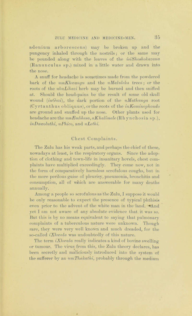 adenium arb orescens) may he bi’oken uj) and tlie pungency inhaled through the nostrils; or the same may be pounded along with the leaves of the isiShoshokazana (B anil non Ins sp.) mixed in a little water and drawn into the nose. A snuff for headache is sometimes made fi’om the powdered bark of the umKlncaiuju and the uMaluleku trees; or the roots of the uhnLihazi herb may be bunied and then sniffed at. Should the head-pains be the result of some old skull wound {iiiGozi), the dark portion of the uMafhnnga root (Cyrtanthus obliquus), or the roots of the iuKominophondo are ground and snuffed up the nose. Other plants used for headache are the umEmhhesa, nKhalimele (R h y n c h o s i a s p.), inDaivoluthi, uPhico, and uLefhi. Chest Complaints. The Zulu has his Aveak parts, and perhaps the chief of these, nowadays at least, is the respiratory organs. Since the adop- tion of clothing and town-life in insanitary hoA^els, chest com- plaints have multi])lied exceedingljo They come now, not in the form of comparatiA’ely harmless scrofulous coughs, but in the more perilous guise of pleurisy, pneumonia, bronchitis and consumption, all of AvJiich are ansAverable for many deaths annually. Among a people so scrofulous as the Zulu, I suppose it Avould be only reasonable to expect the presence of typical phthisis even prior to the adA'ent of the Avhite man in the land. ^And yet I am not aAAm-re of any absolute CA'idence that it aa'us so. But this is by no means equiAmlent to saying that pulmonaiy complaints of a tuberculous nature AA'ere unknoAA'n. Though rare, they Avere very aa'cII knoAvn and much dreaded, for the so-called iXhwala AA'as undoubtedly of this nature. The term iXhwala really indicates a kind of boAune SAA’elling or tumour. The Aurus from this, the Zuhi theory declares, has been secretly and maliciously introduced into the system of the sufferer by an nmThokafJii, probably through the medium