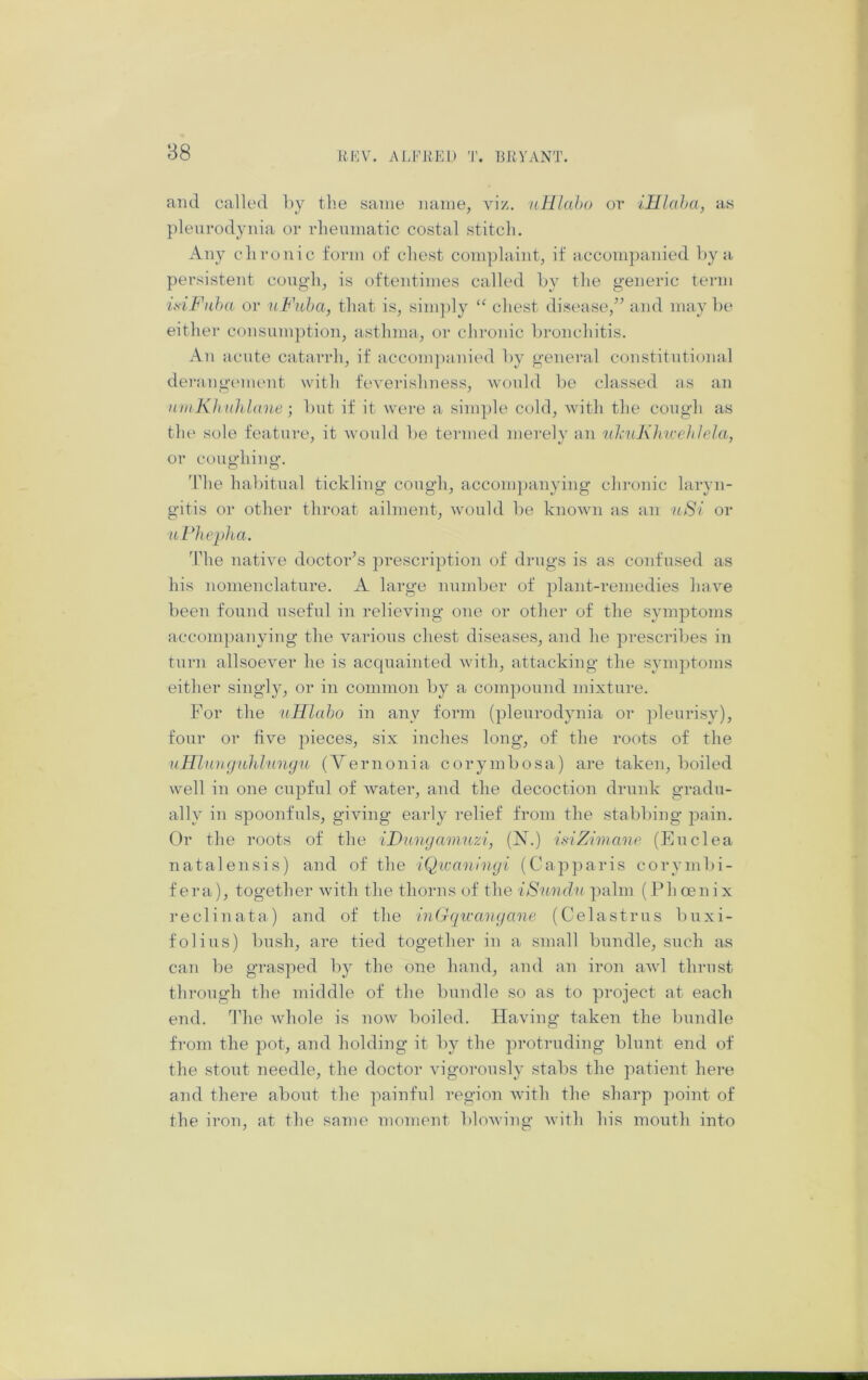 and called by the same name, viz. uHIaho or illlaha, as ])lenrodynia or rheumatic costal stitch. Any chronic form of chest com])laint, if accompanied by a persistent cough, is oftentimes called by the generic term itiiFnha or n t'iiha, that is, sini])ly “ chest disease,” and may be either consum])tion, asthma, or chronic bronchitis. An acute catarrh, if accom])anied by general constitutiomil dei'angt'numt with feverishness, wonld be classed as an iimKItuhlane; l)ut if it were a simple cold, with the cough as the sole feature, it would l)e termed merely an nlmKlnceltJela, or couwhino*. 'The liabitual tickling cough, accompanying cln-onic laryn- gitis or other throat ailment, would be known as an ■nSi or tiPhepha. d'he native doctor^s prescription of drugs is as confused as his nomenclature. A large number of plant-remedies have been found useful in relieving one or other of the symptoms accompanying the various chest diseases, and he prescribes in turn allsoever he is acquainted with, attacking the symptoms either singly, or in common by a com])ound mixture. For the uHlaho in any form (pleurodynia or pleurisy), four or five pieces, six inches long, of the roots of the uUlniKjiihJnngu (Yernonia corymbosa) are taken, boiled well in one cupful of water, and the decoction druidc gradu- ally in spoonfuls, giving early relief from the stabbing pain. Or the roots of the iDnmjamnzi, (N.) isiZimano (Euclea natalensis) and of the iQicaninyi (Capparis corymbi- fera), together with the thorns of the iSundn palm (Phoenix reclinata) and of the iniTqivaiujane (Celastrus buxi- folius) bush, are tied together in a small bundle, such as can be grasped by the one hand, and an iron awl thrust through the middle of the bundle so as to project at each end. 1die whole is now boiled. Having taken the bundle from the pot, and holding it by the protruding blunt end of the stout needle, the doctor vigorously stabs the patient here and there about the painful region wuth the sharp point of the iron, at the same moment blowing with his mouth into