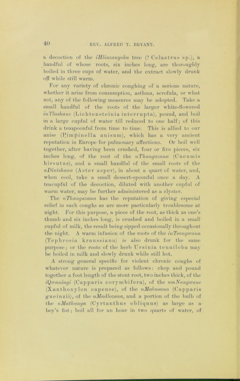 RKV. AM'in':i) T. JtKVANT. a decoction of the iHli)izanyoka tree (? Celastriis s}).), a handful of whose roots, six inches long’, are thoroughly l)oiled in tliree cups of water, and the extract slowly drunk off while still warm. For any variety of chronic coughing of a serious nature, vNdiether it arise from consum})tion, asthma, scrofula, or what not, any of the following measures may he adopted. 'J'ake a small handful of the roots of the larger white-Howered iuTIashane (Lichtensteinia interru])ta), pound, and boil in a large cu})ful of water till reduced to one half; of this di •ink a tea.^j)oonful from time to time. This is allied to our anise (Fini])inella anisnm), which has a very ancient re])ntation in Europe for ])ulnionary affections. Or boil well together, after having been crushed, four or five pieces, six inches long, of the root of the uThanyazaua (On cum is hirsutus), and a small handful of the small roots of the uBiiUtshana (Aster asper), in about a cpiart of water, and, when cool, take a small dessert-spoonful once a day. A teacupful of the decoction, diluted Avith another ciphul of warm water, may be further administered as a clyster. The itTlianyazana has the recantation of giving es})ecial relief in such coughs as are more particularly troublesome at night. For this purpose, a piece of the root, as thick as one’s thumb and six inches long, is crushed and boiled in a small cupful of milk, the result being sipped occasionally throughout the nig’ht. A Avarm infusion of the roots of the inTtmugu-ana (Tephrosia kraussiana) is also drunk for the same purpose; or the roots of the herb Ursinia tenuiloba may be boiled in milk and sloAAdy drunk AAdiile still hot. A strong general specific for violent chronic coughs of AAdiatever nature is prepared as folloAA’s: chop and pound together a foot length of the stout root, tAvo inches thick, of the IQivaningi (Ca])paris coryml)ifera), of the umNungu-ane (Xanthoxylon capense), of the uMahnmna (Capparis gueinzii), of the uMadlozana, and a portion of the bulb of tlie uMathuiiga (Cyrtanthus obli(|Uus) as large as a boy’s fist; boil all for an hour in tAA'o quarts of Avater, of